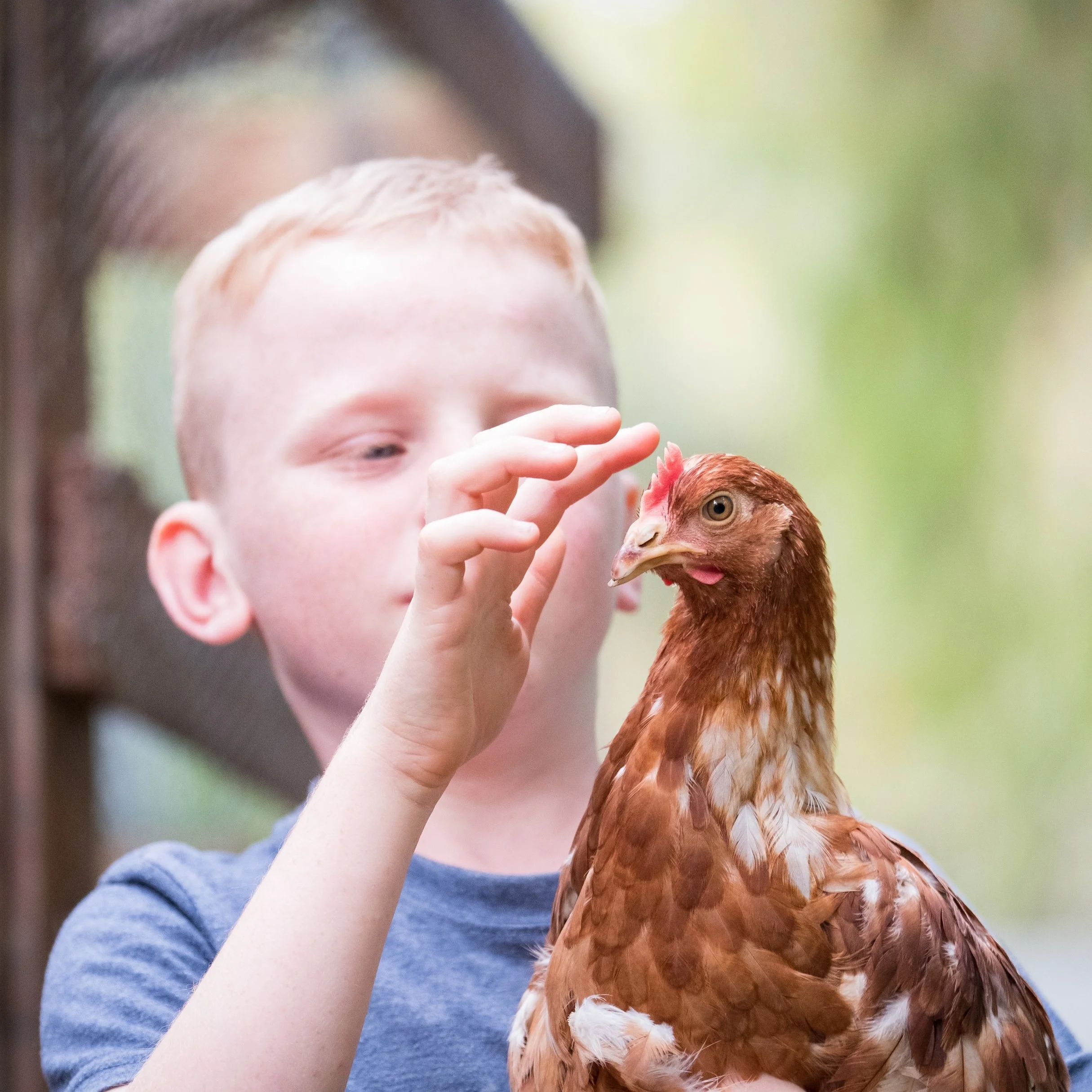 A young boy gently reaching out to touch a brown chicken.