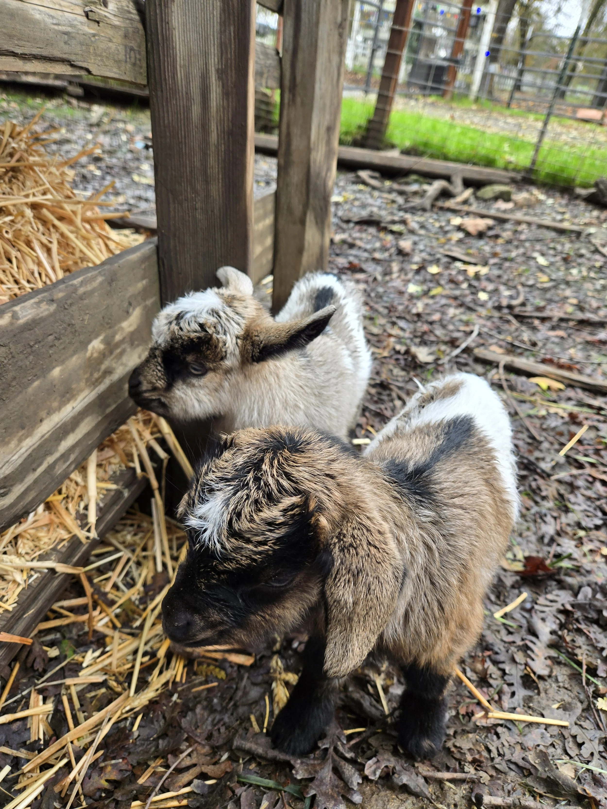 Two baby goats standing on muddy ground with fallen leaves, around a wooden fence and some hay.