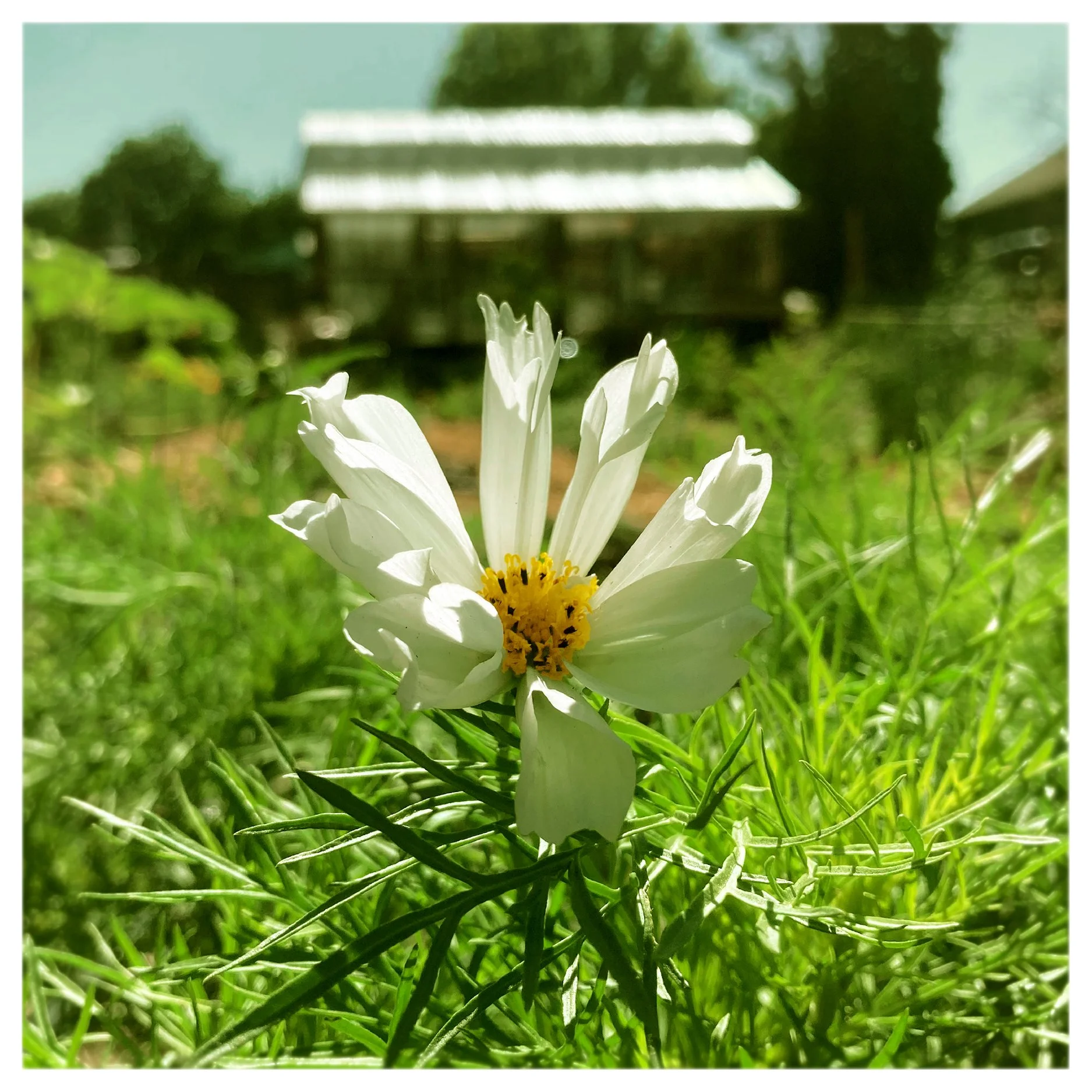 loneflower.jpg