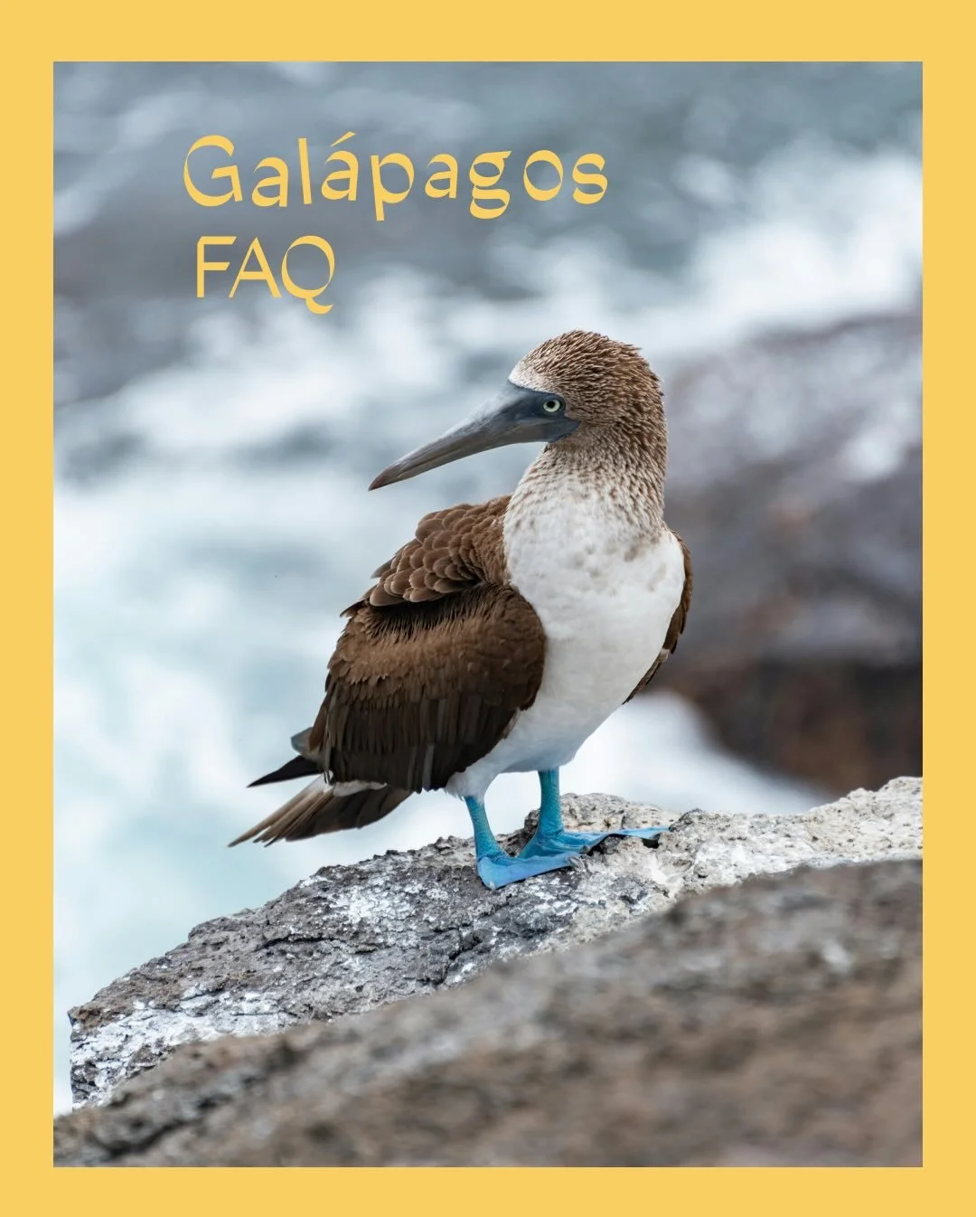 One of my favorite parts of this job is getting to deep-dive into places I don&rsquo;t already know inside and out.

Right now, I&rsquo;m researching a Gal&aacute;pagos cruise for a client traveling early next year, and she asked some really good que