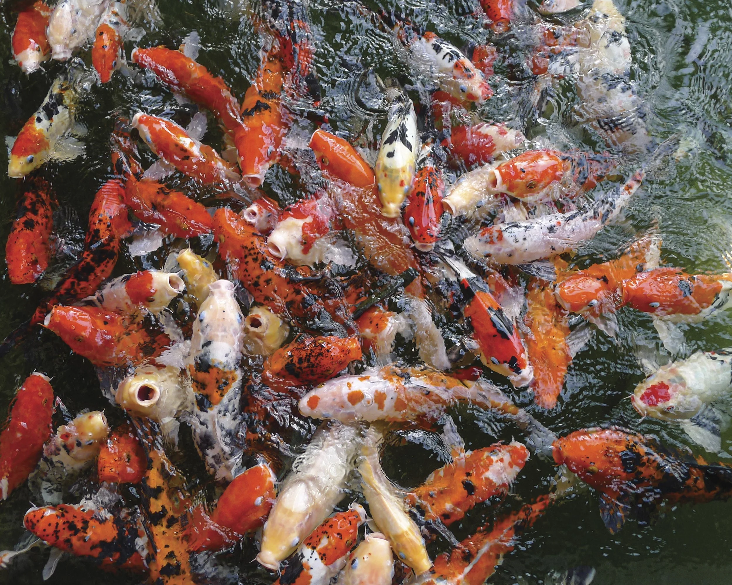Koi_Off_The_Grid_Travel_20x16.jpg