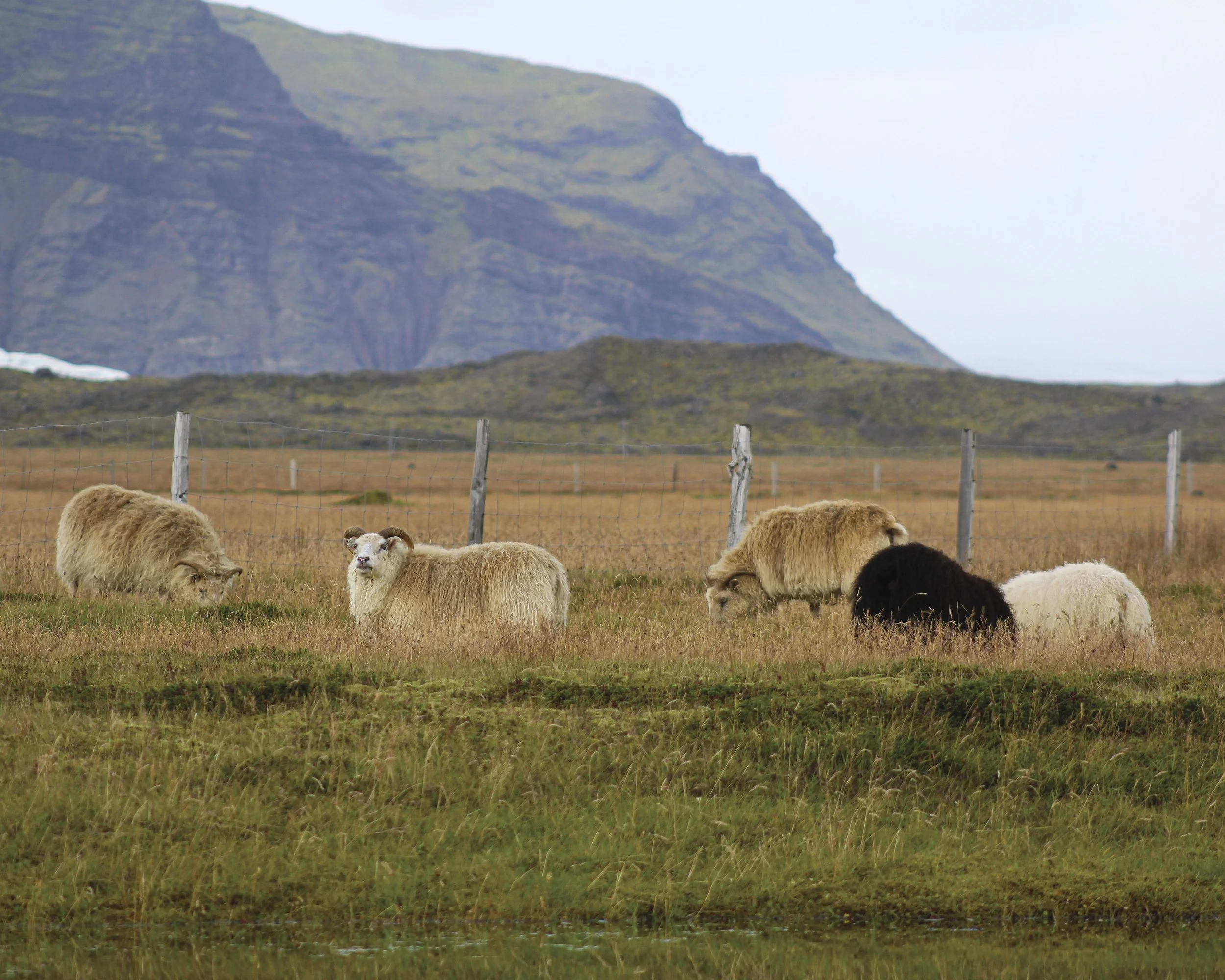 sheep_Off_The_Grid_Travel_14x11.jpg