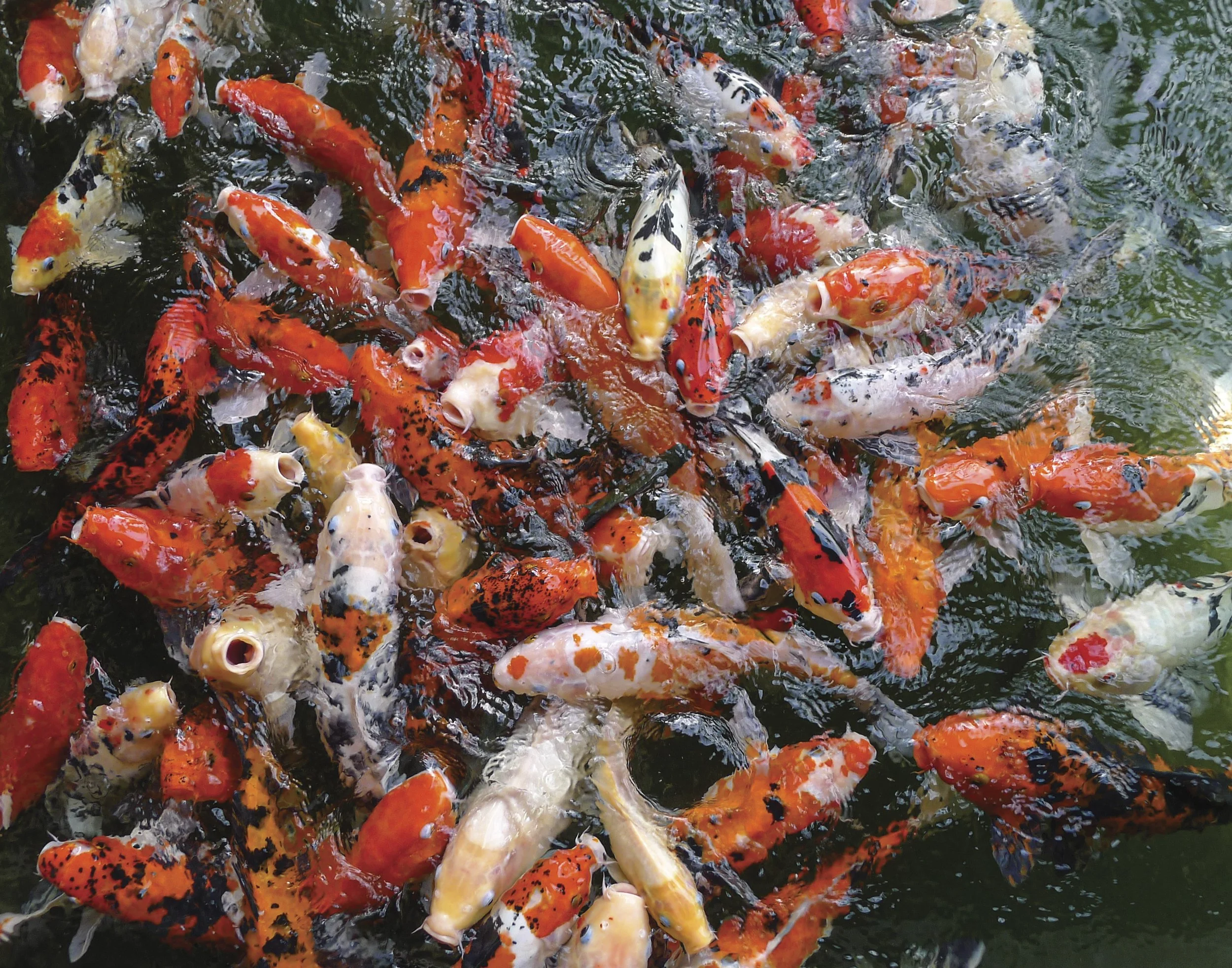 Koi_Off_The_Grid_Travel_14x11.jpg
