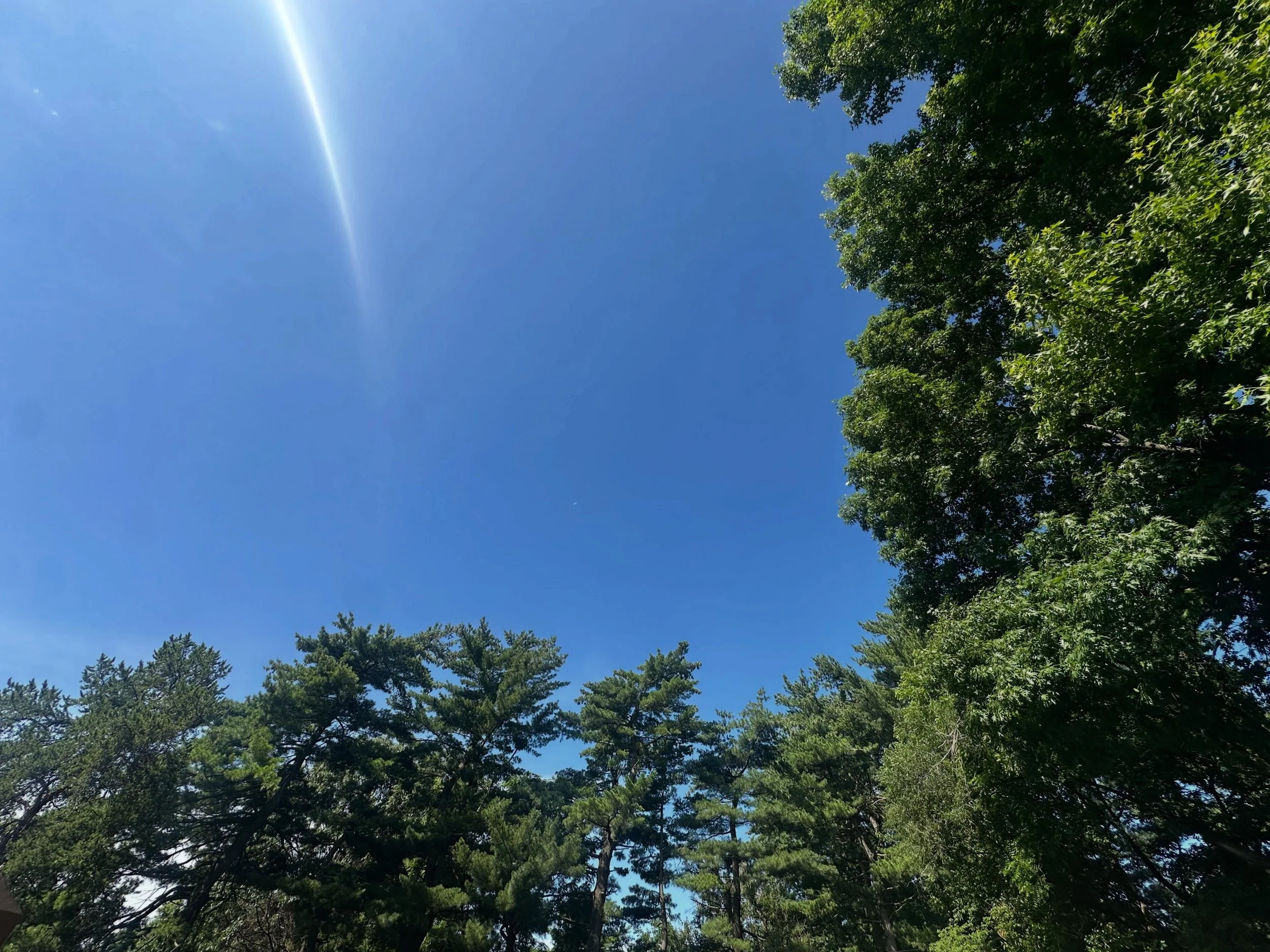 Praise and blame, gain and loss, pleasure and sorrow come and go like the wind. To be happy, rest like a great tree in the midst of them all.

&mdash; Buddha&rsquo;s Little Instruction Book

Trees, especially these that surround my backyard, cocoonin