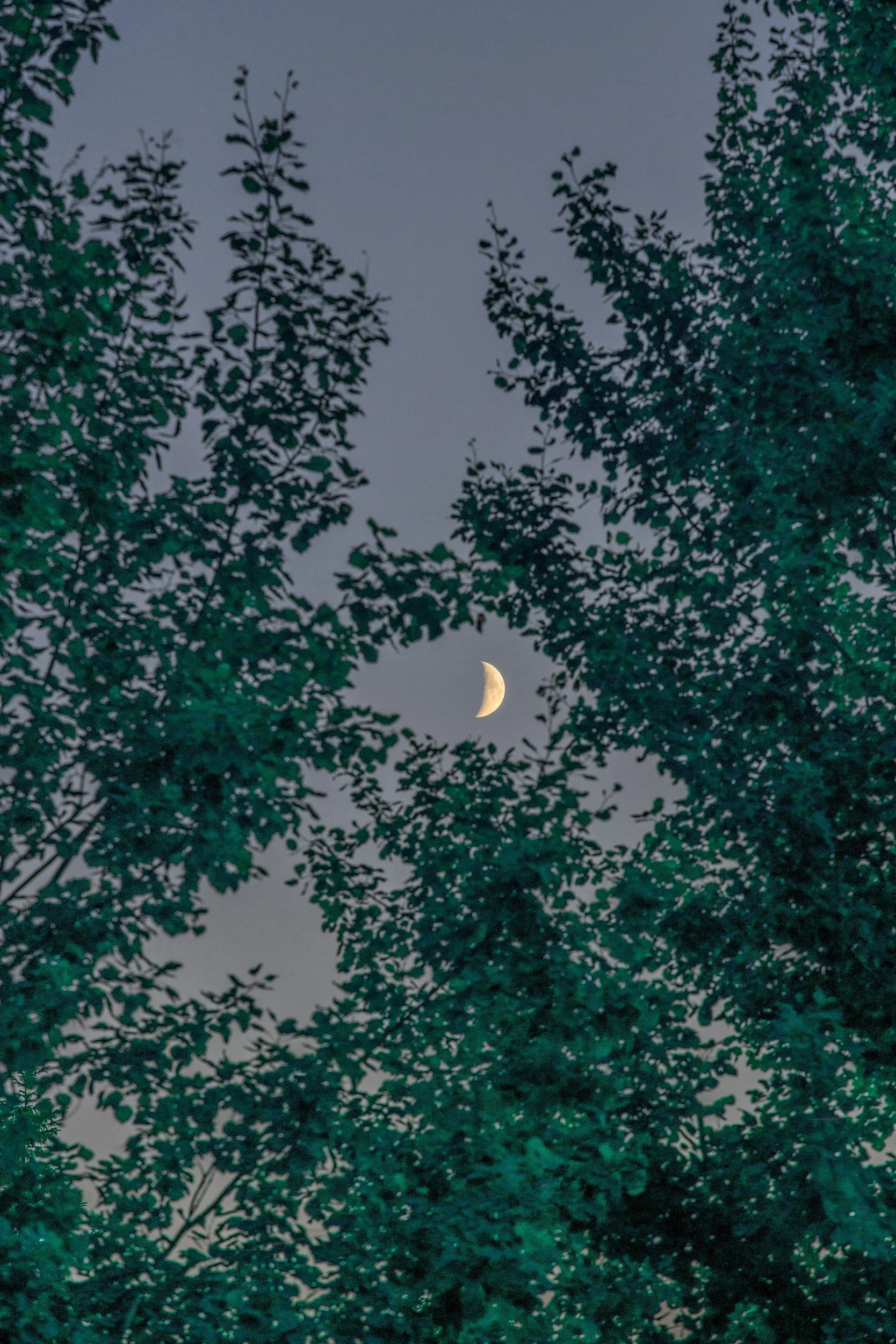 Night sky with a crescent moon visible through silhouettes of tree branches and leaves.