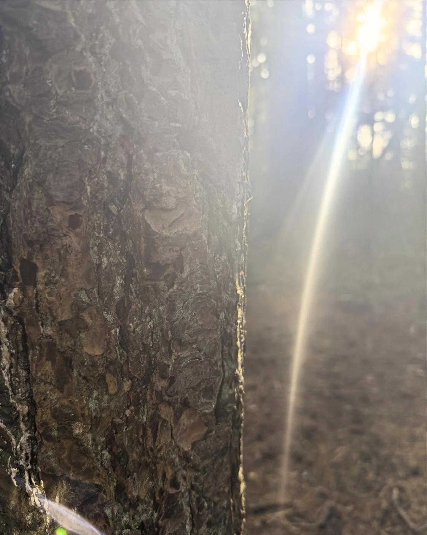 When the light breaks through on a sunny November day, you notice. Same with divorce: the right process can illuminate a path you didn&rsquo;t know existed.