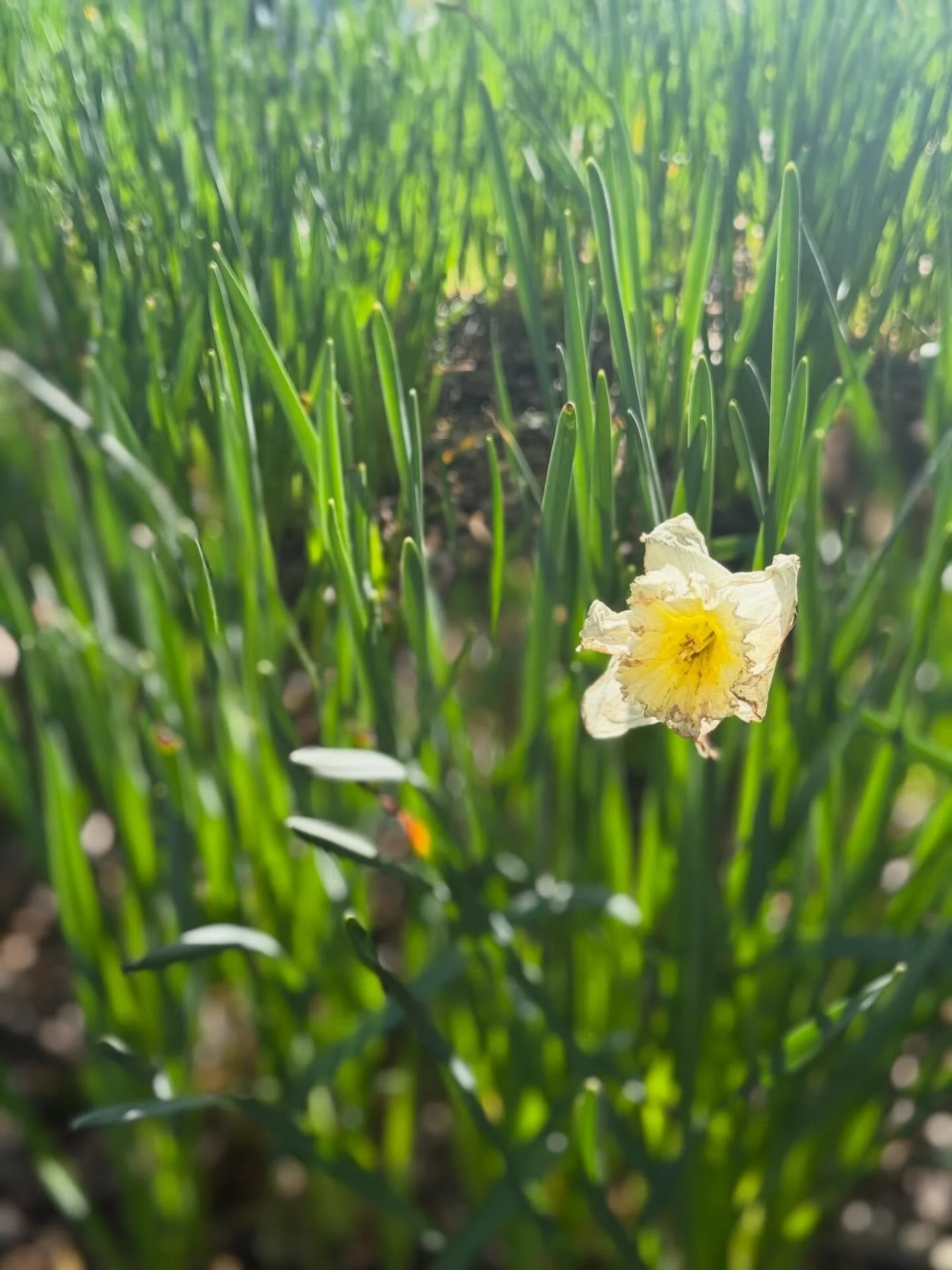 The weather is gorgeous and Seattle is in BLOOM.