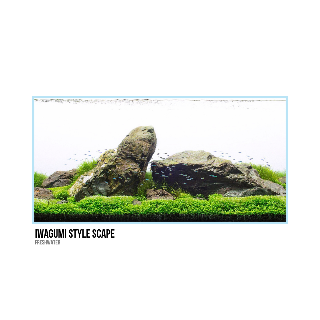 Freshwater aquarium with rocks, green plants, and small fish.