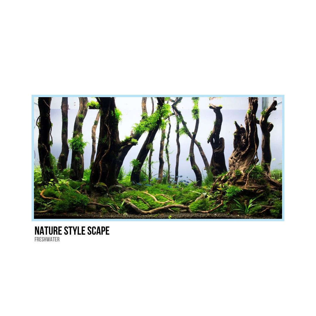 Aquarium with driftwood, green moss, and aquatic plants resembling a natural forest scene