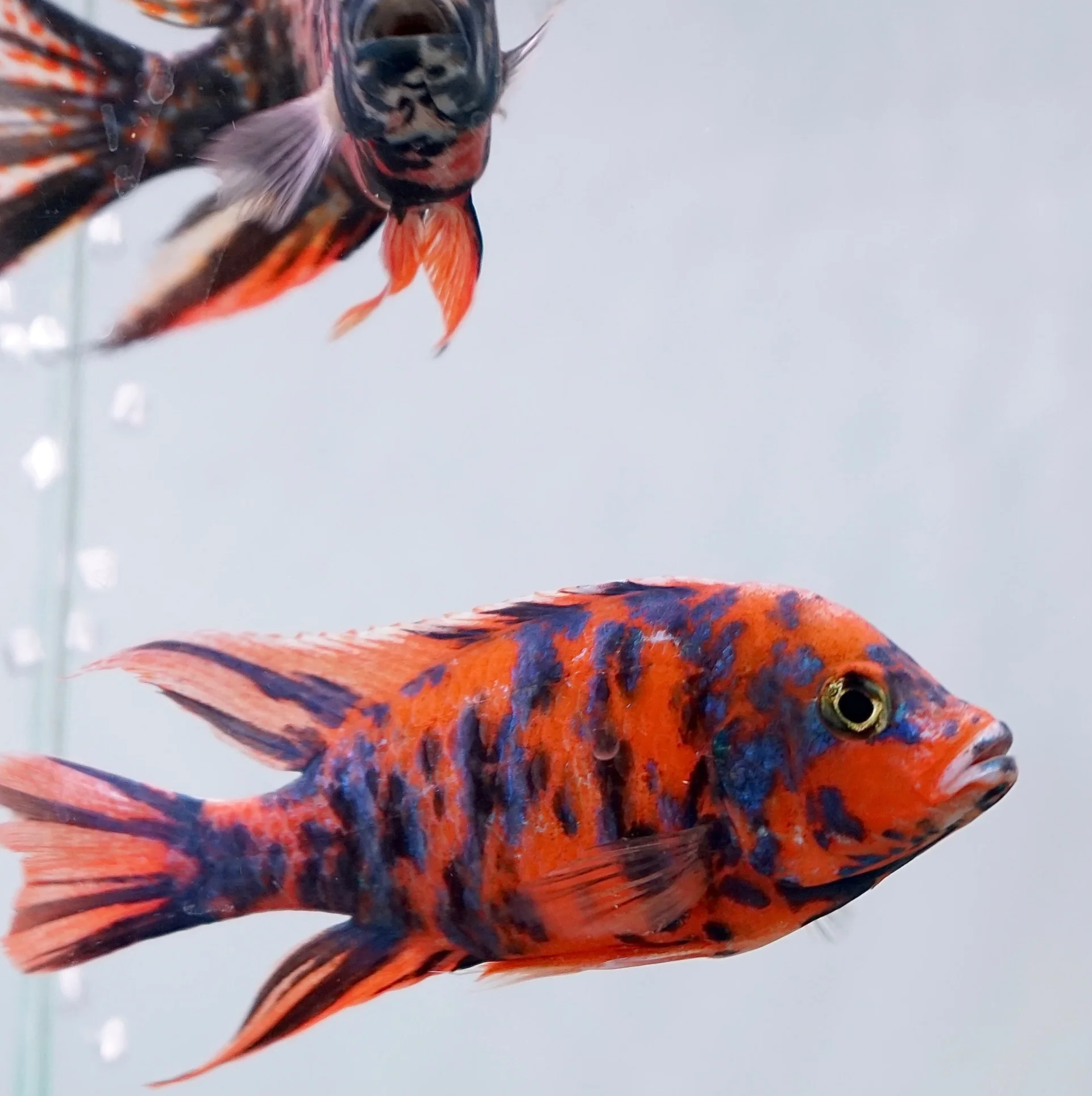 Nadias beautiful peacock cichlids