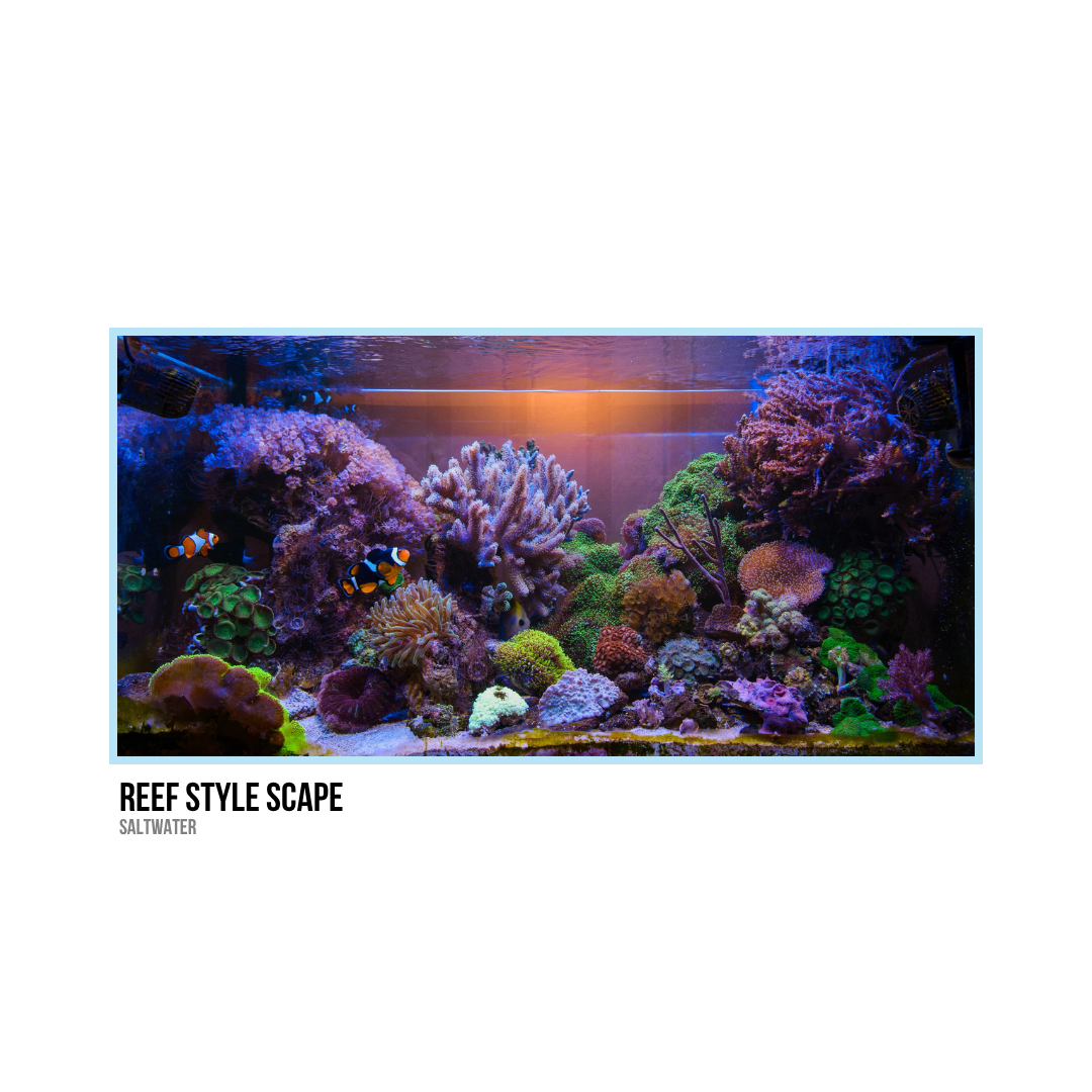 Colorful saltwater coral reef aquarium with various corals, fish, and marine life.