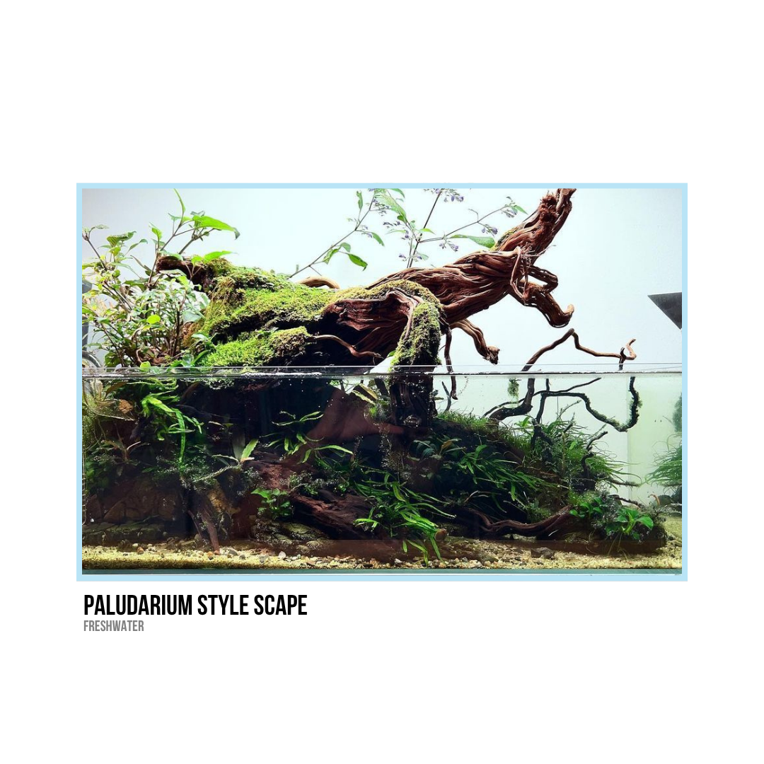 Aquarium with driftwood, green plants, and moss, creating a Paludarium style freshwater scene