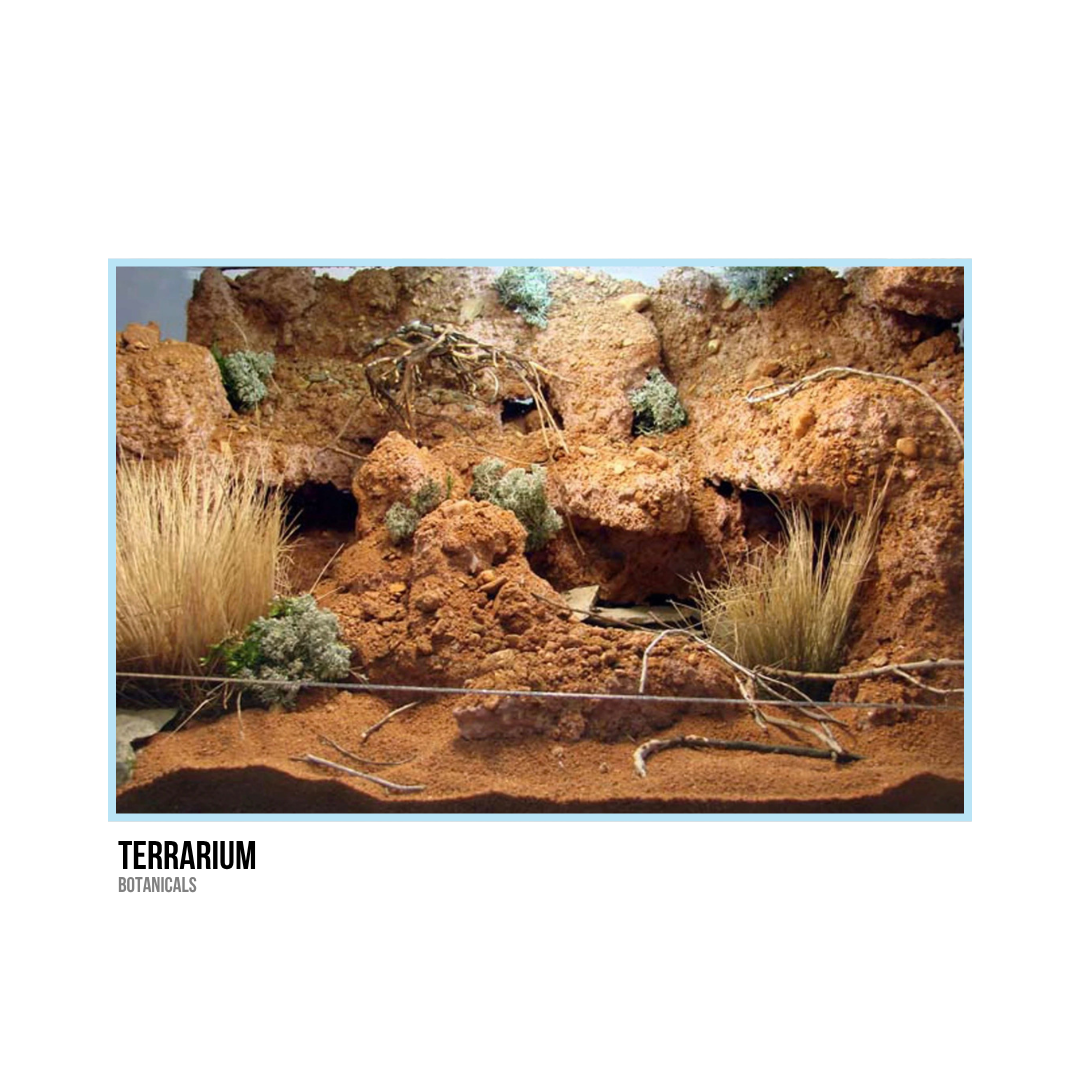 A desert terrarium with rocks, dry grass, and small plants, resembling an arid landscape.