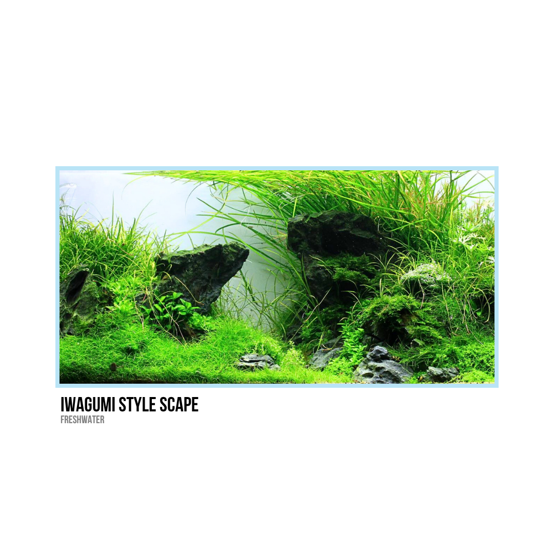 Aquarium with green plants, rocks, and aquatic life, styled in Iwagumi layout
