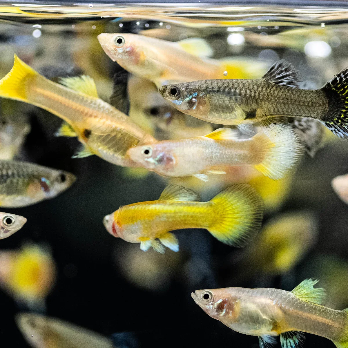 Yellow guppies