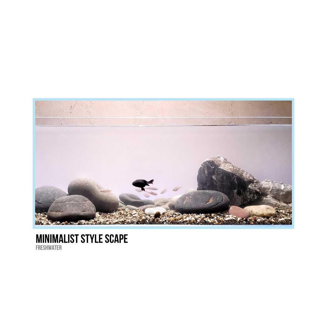 Minimalist freshwater aquatic scene with rocks and small fish in an aquarium