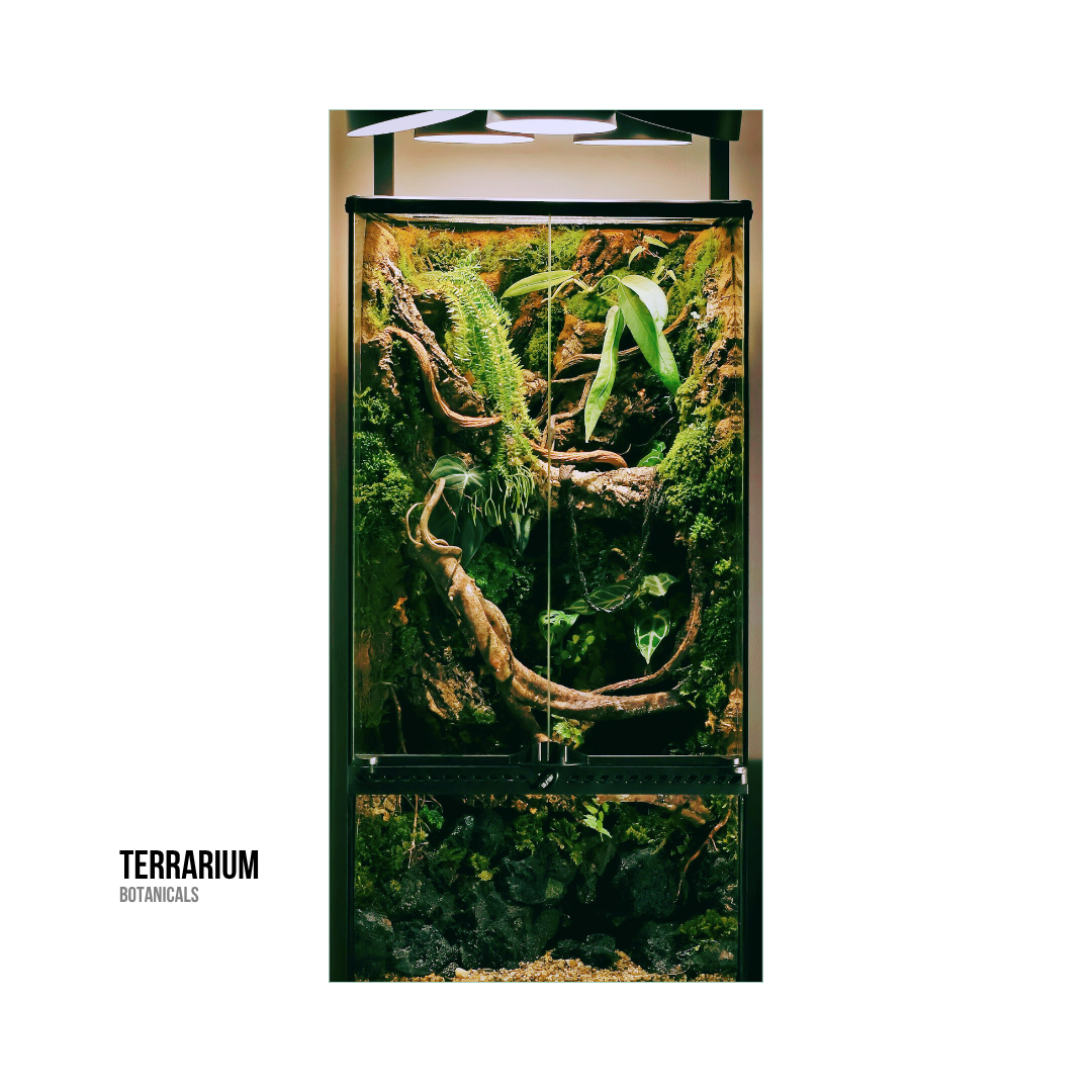 Glass terrarium with lush green plants, moss, vine, and bark, illuminated by overhead light, on a white background.