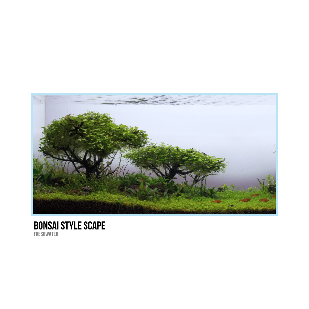 Freshwater aquascape featuring bonsai-style miniature trees, green plants, and small fish in a glass tank.
