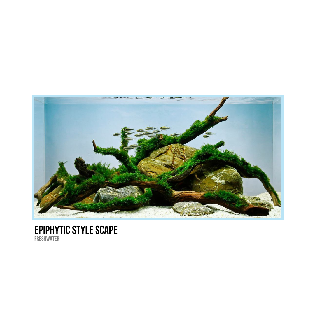 Freshwater aquarium with driftwood, rocks, green moss, and small fish swimming.