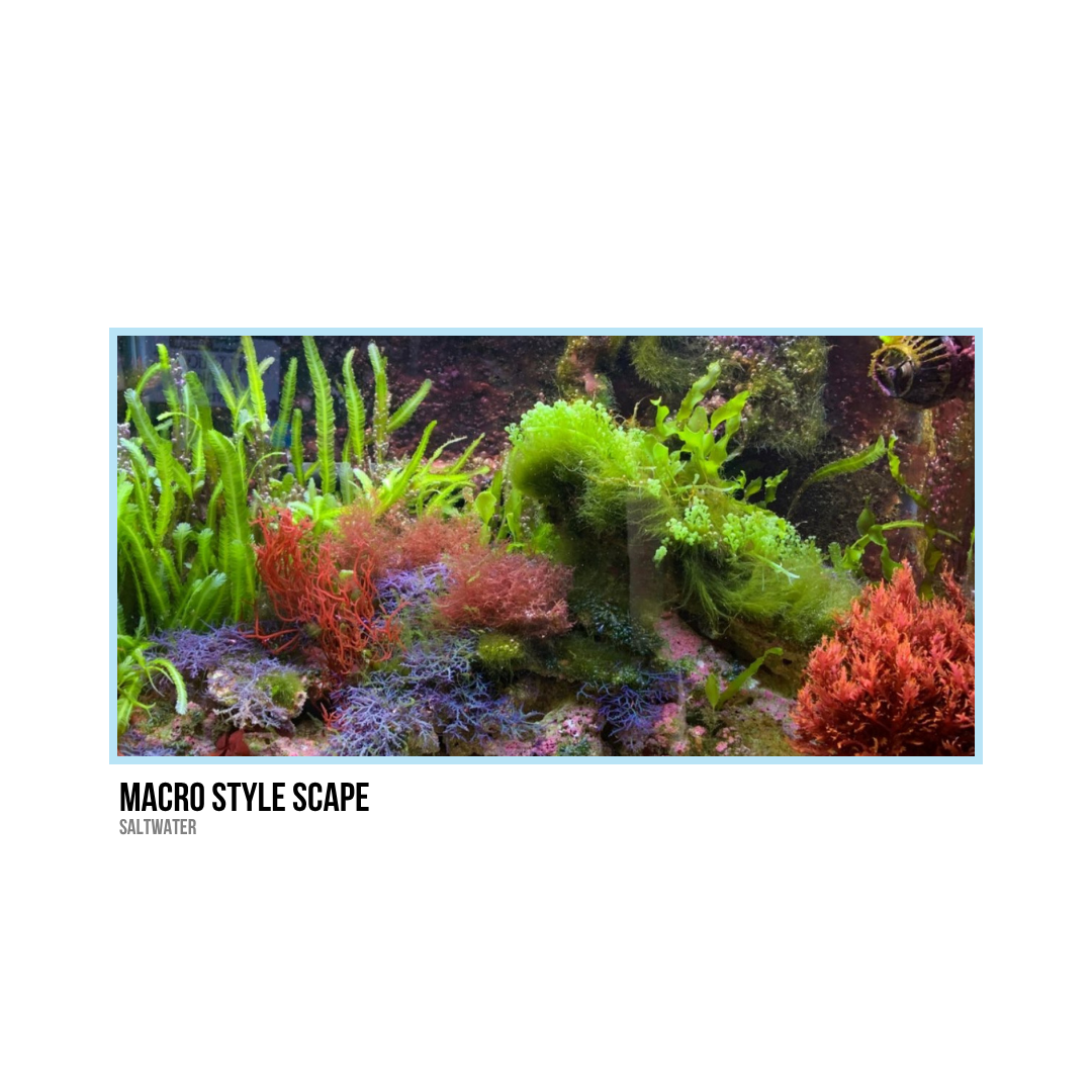 Colorful saltwater aquarium with various coral and marine plants