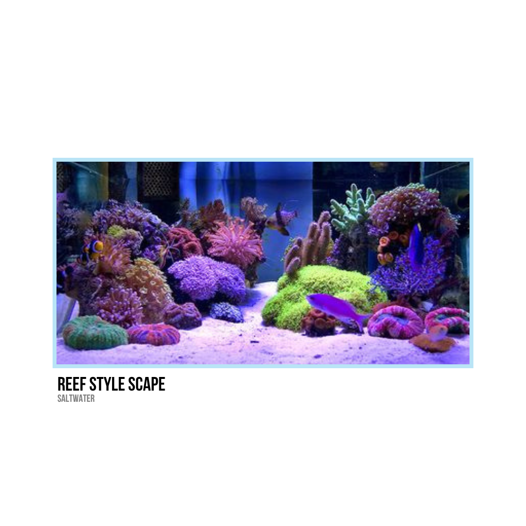 Colorful saltwater reef with various corals and tropical fish.