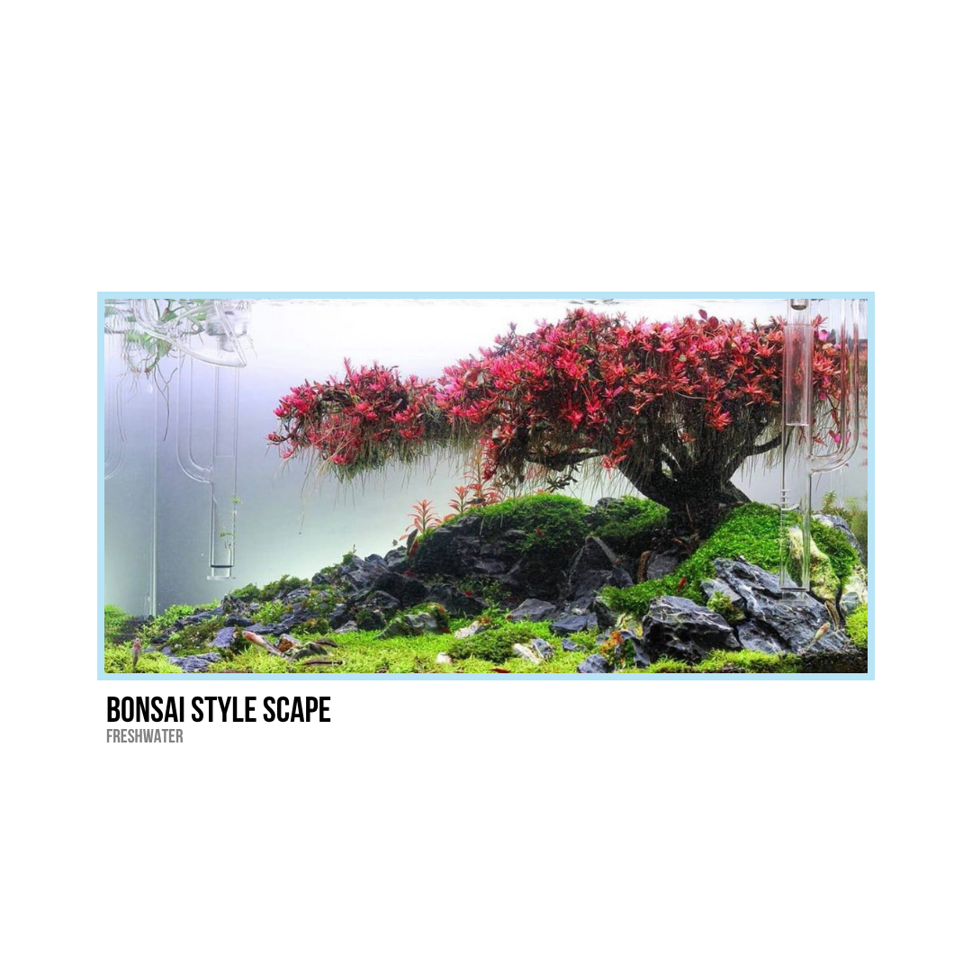 A miniature bonsai tree with pink flowers in an aquatic environment with rocks and green moss, titled 'Bonsai Style Scape, Freshwater.'