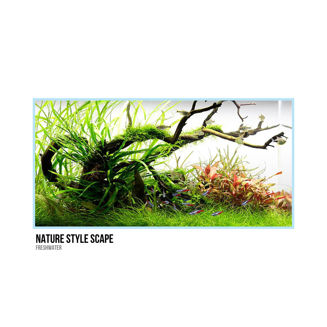 Freshwater aquascape with lush green plants, a piece of driftwood, and small fish swimming around.