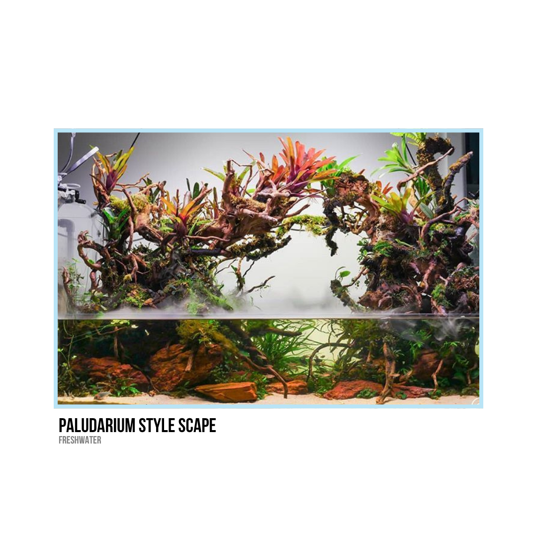 Aquarium with driftwood, plants, rocks, and aquatic greenery in a Paludarium style layout.