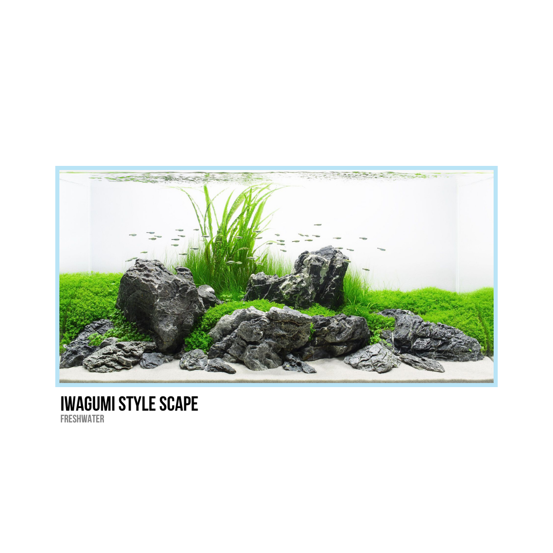 Aquarium with rocks, green aquatic plants, and small fish in a freshwater tank.