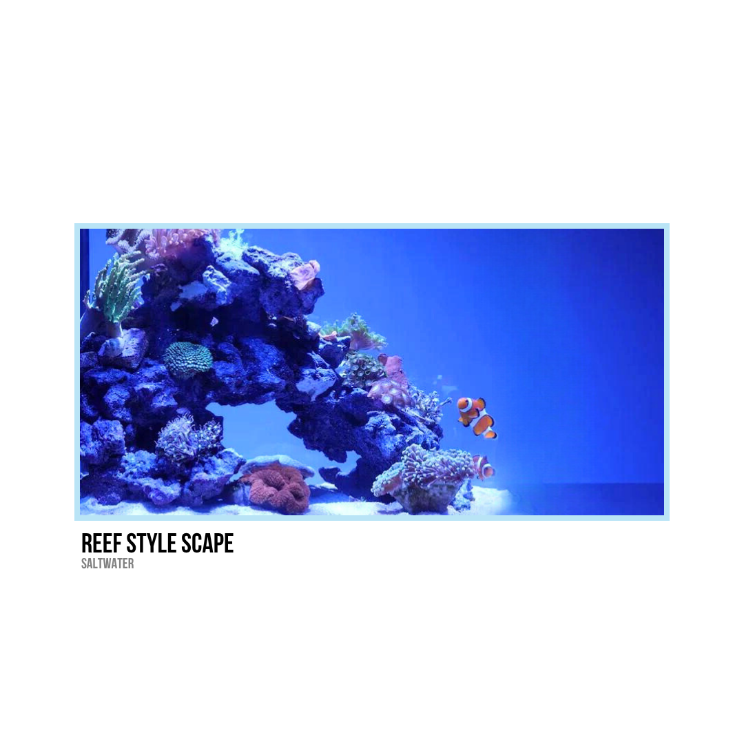 An aquarium with colorful coral and two clownfish swimming near the rocks, lit by blue lighting.