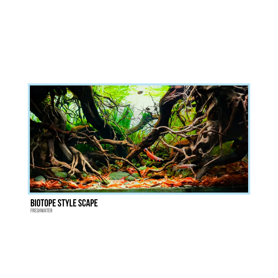 Aquarium with driftwood, aquatic plants, and orange fish in a freshwater biotope style scene.