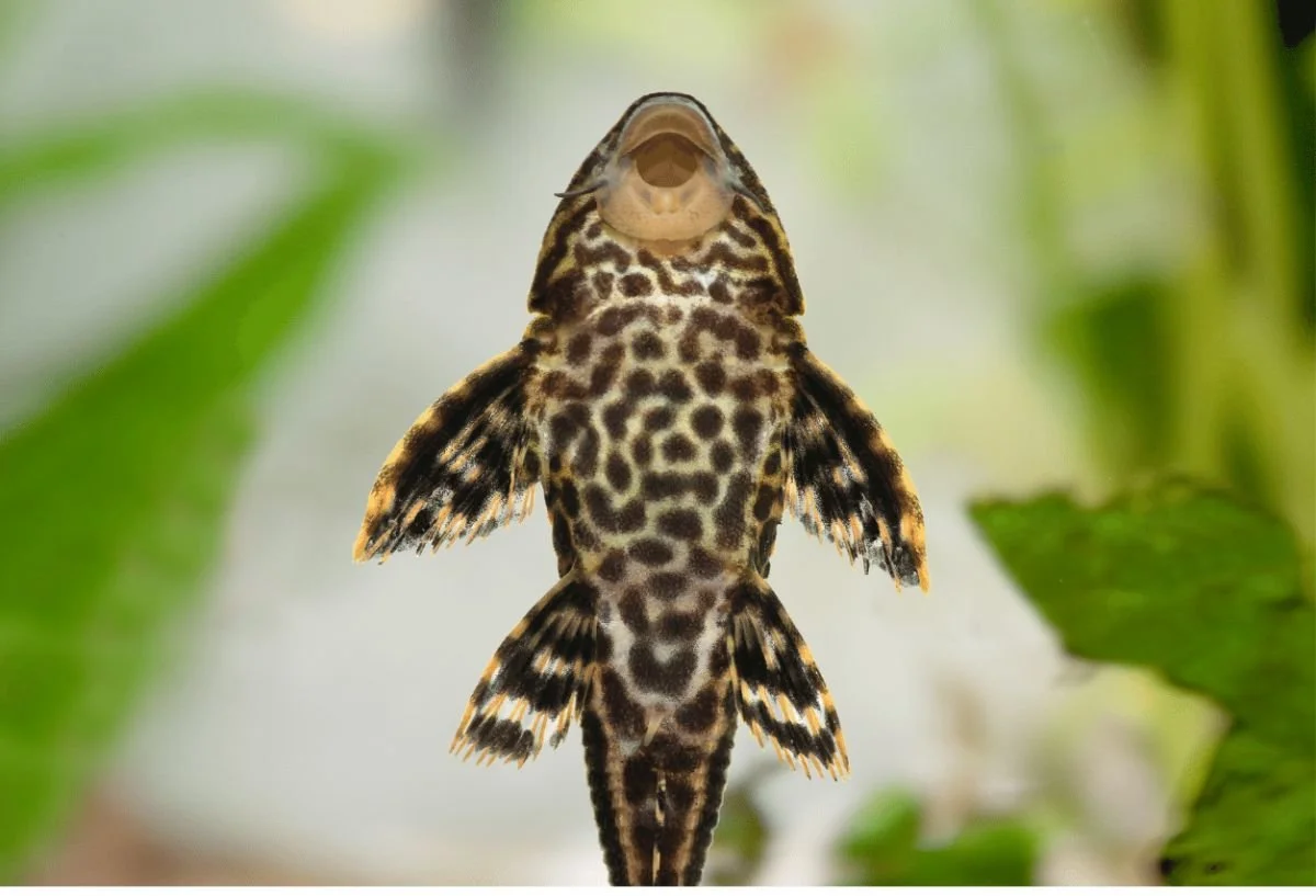Suckermouth-Catfish-Care.jpg