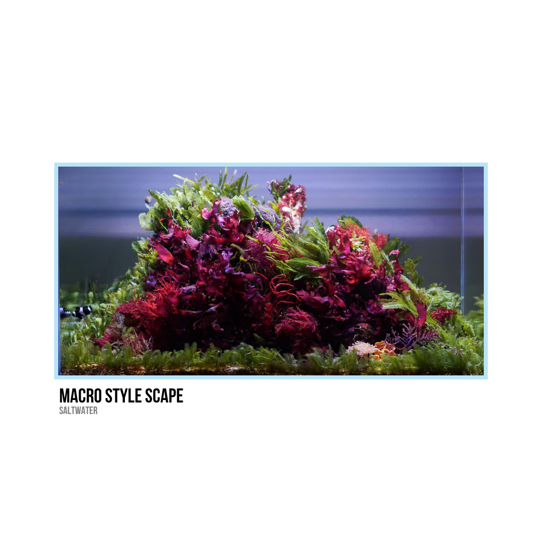 Colorful macro-style aquatic scape with various sea plants and corals in an aquarium