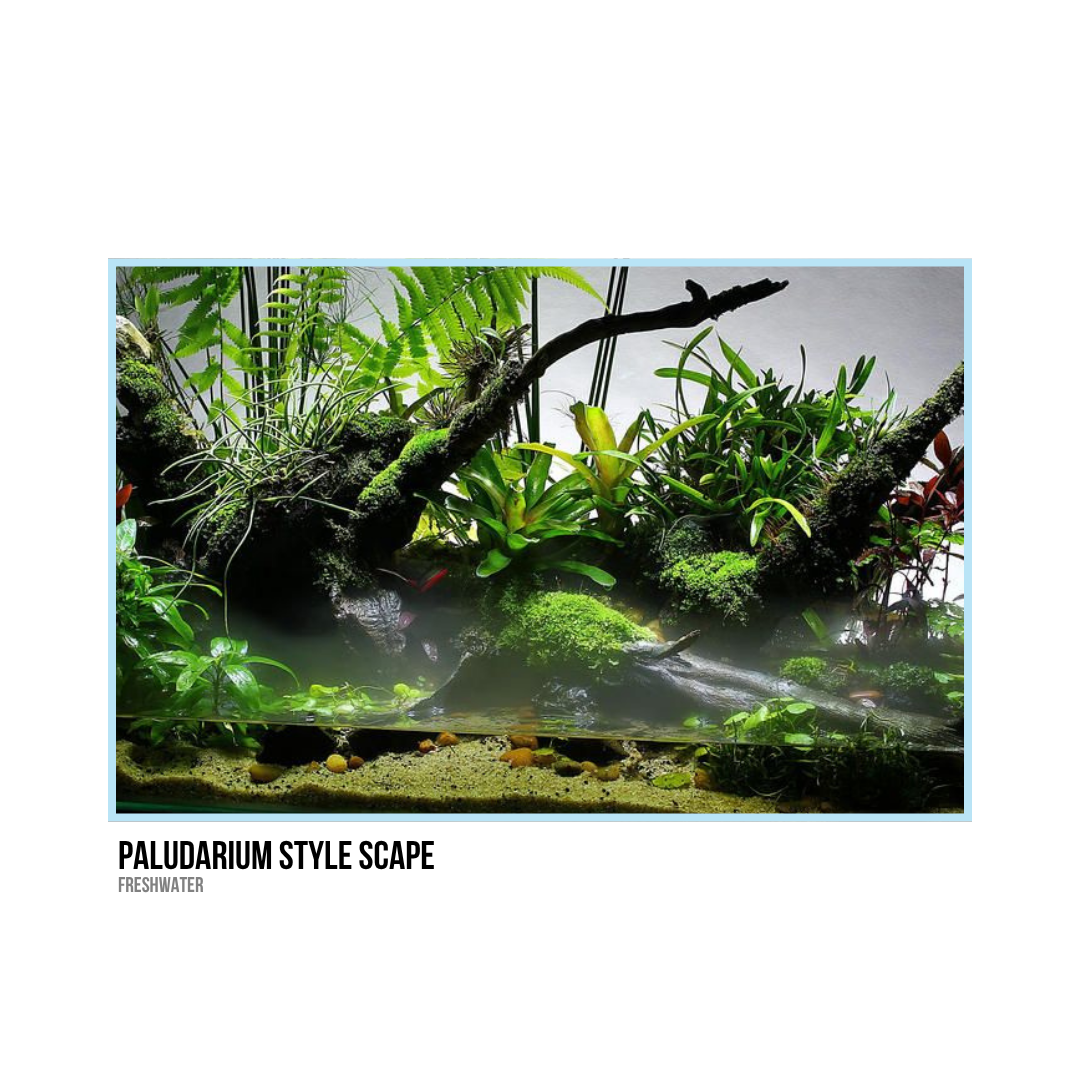 Aquarium with lush green aquatic plants, moss-covered branches, and a small water area with pebbles, creating a Paludarium style freshwater scape.