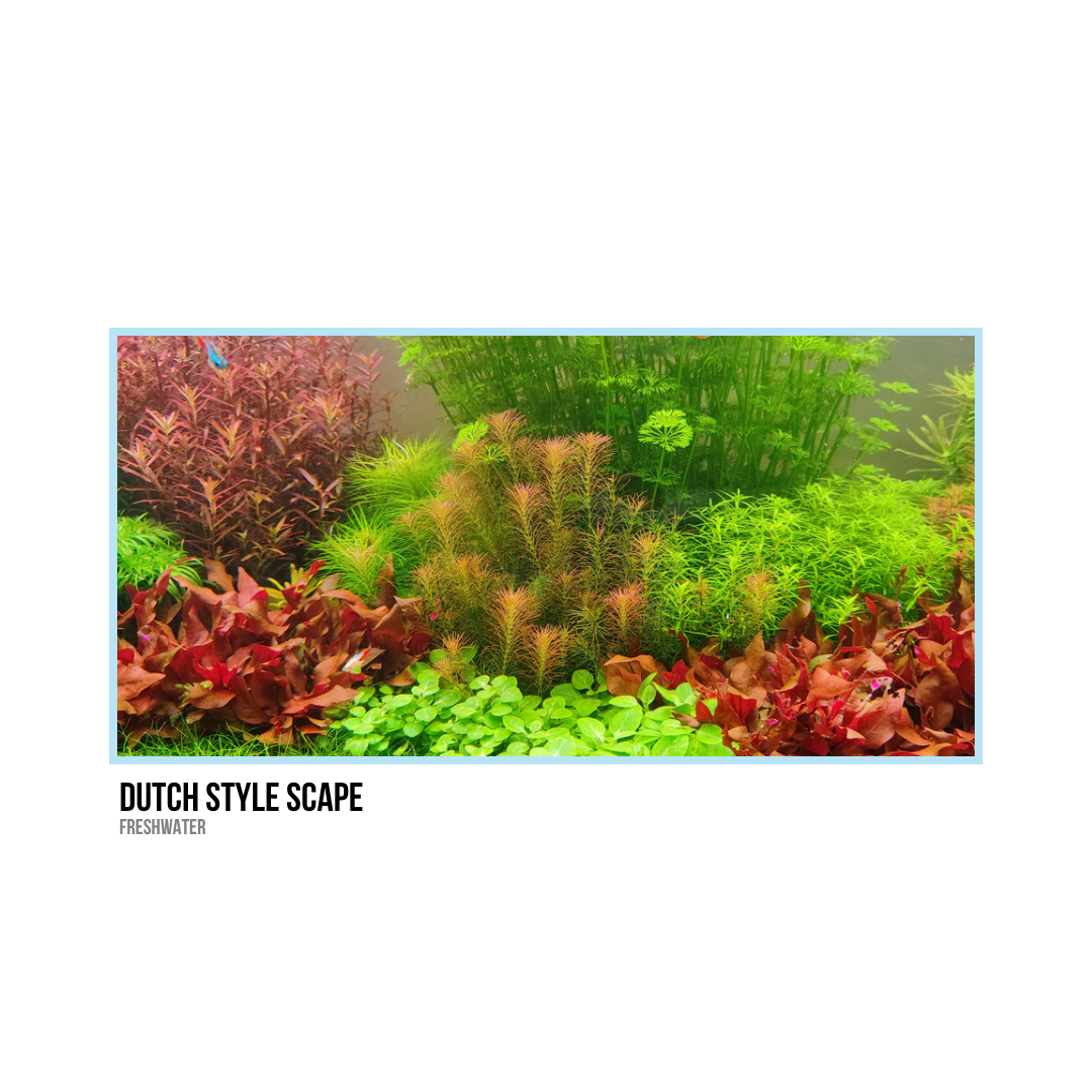 Aquascape with various colorful freshwater aquatic plants, including red, green, and purple leaves, in a Dutch style layout.