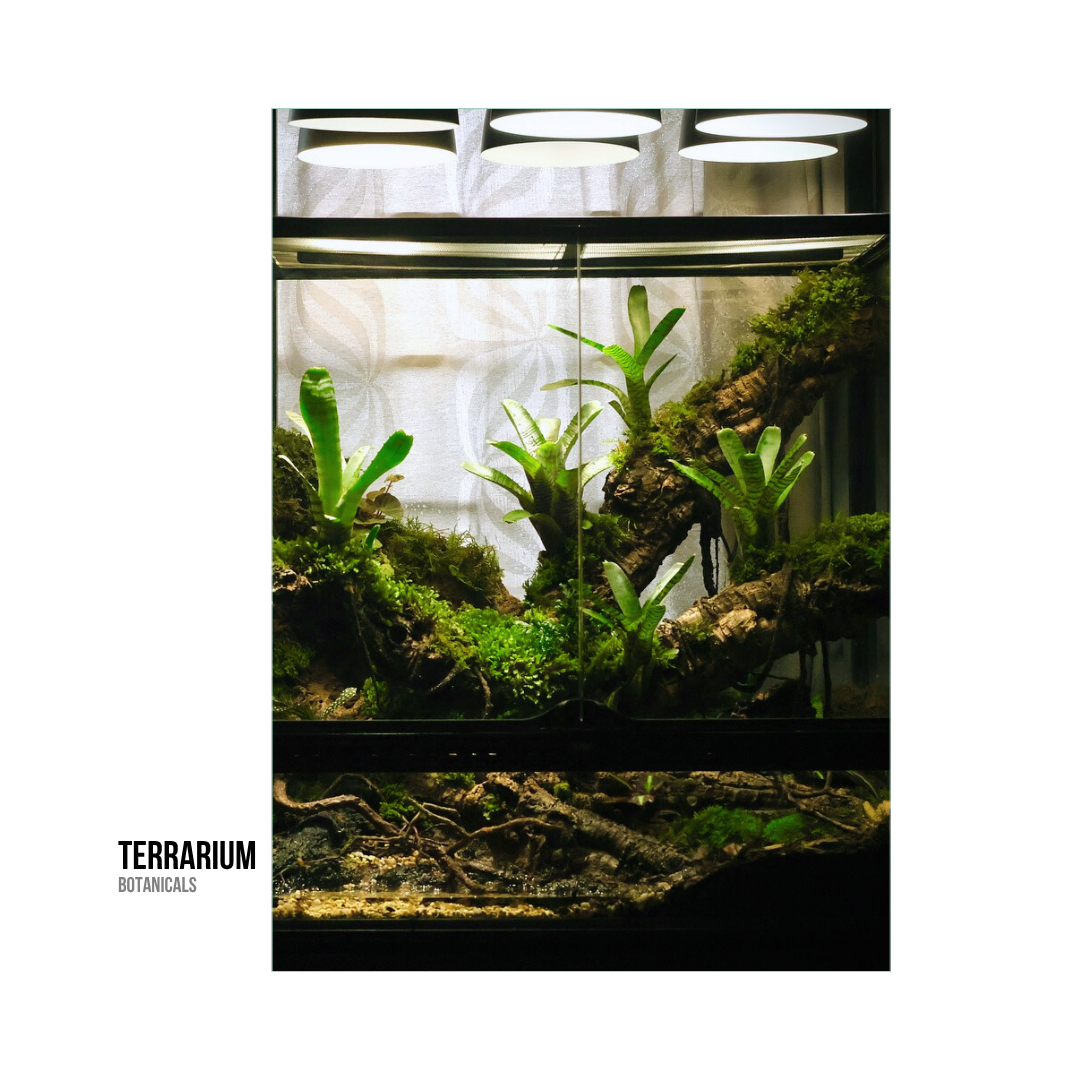 Glass terrarium containing green plants, moss, and wood log, illuminated by ceiling lights, with a curtain in the background.