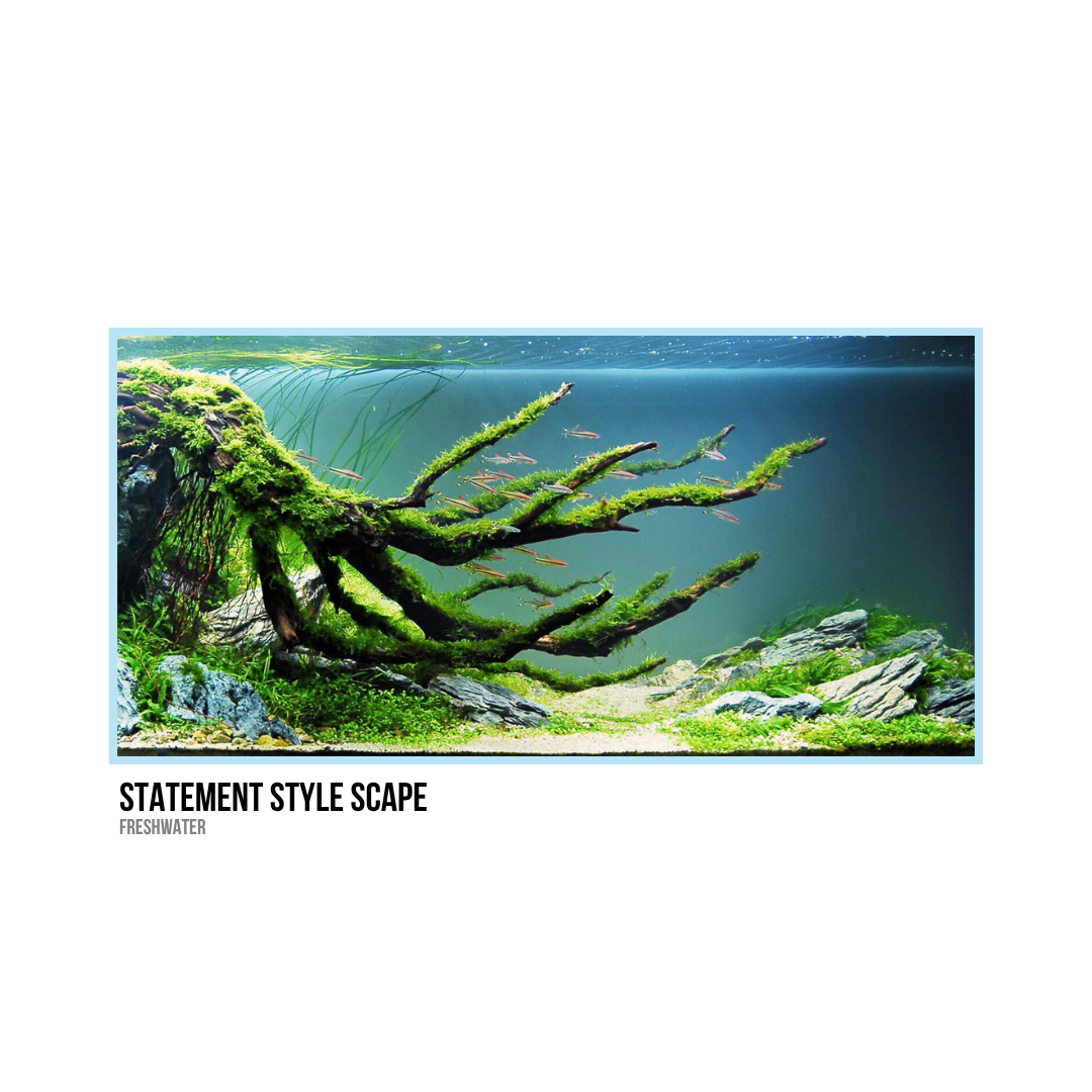 Aquarium featuring aquatic plants, rocks, and small fish in freshwater setting