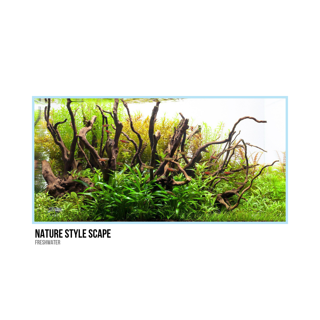 Aquarium with driftwood, green plants, and aquatic vegetation.