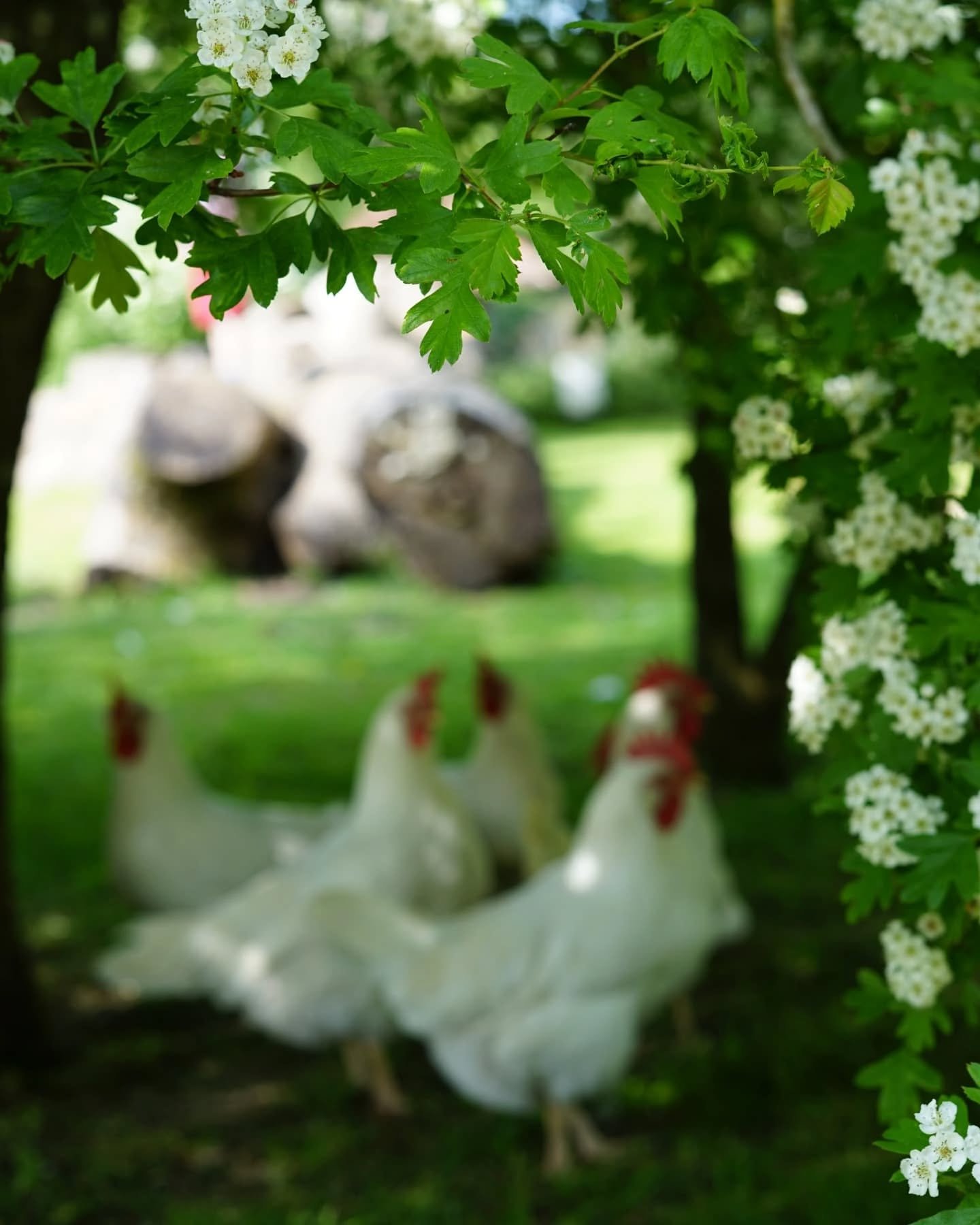Dreamy spring day visiting the animals at the @wealddownmuseum 

#getoutside #hellospring #familydaysout #onthedoorstep #stayandwander