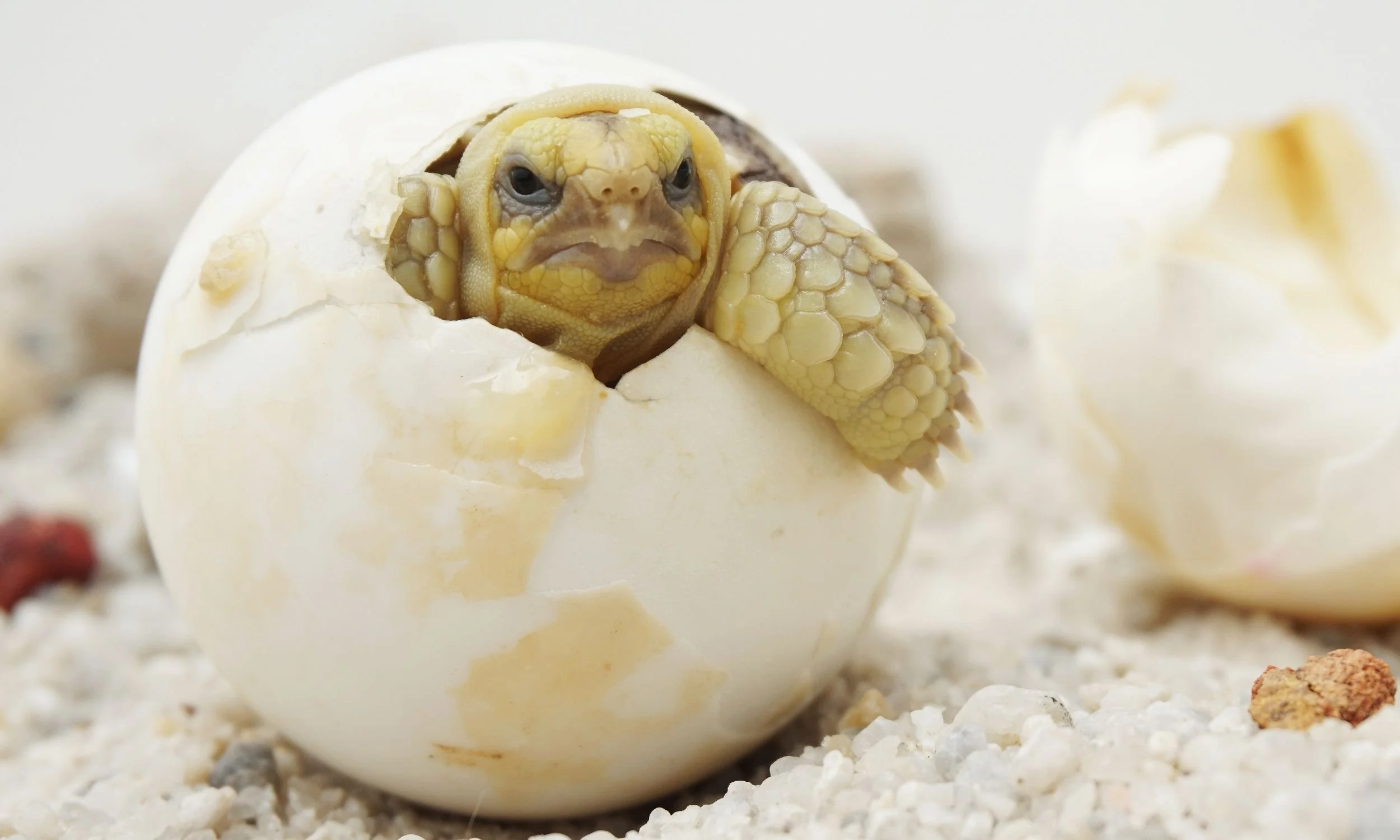 Hatching Success