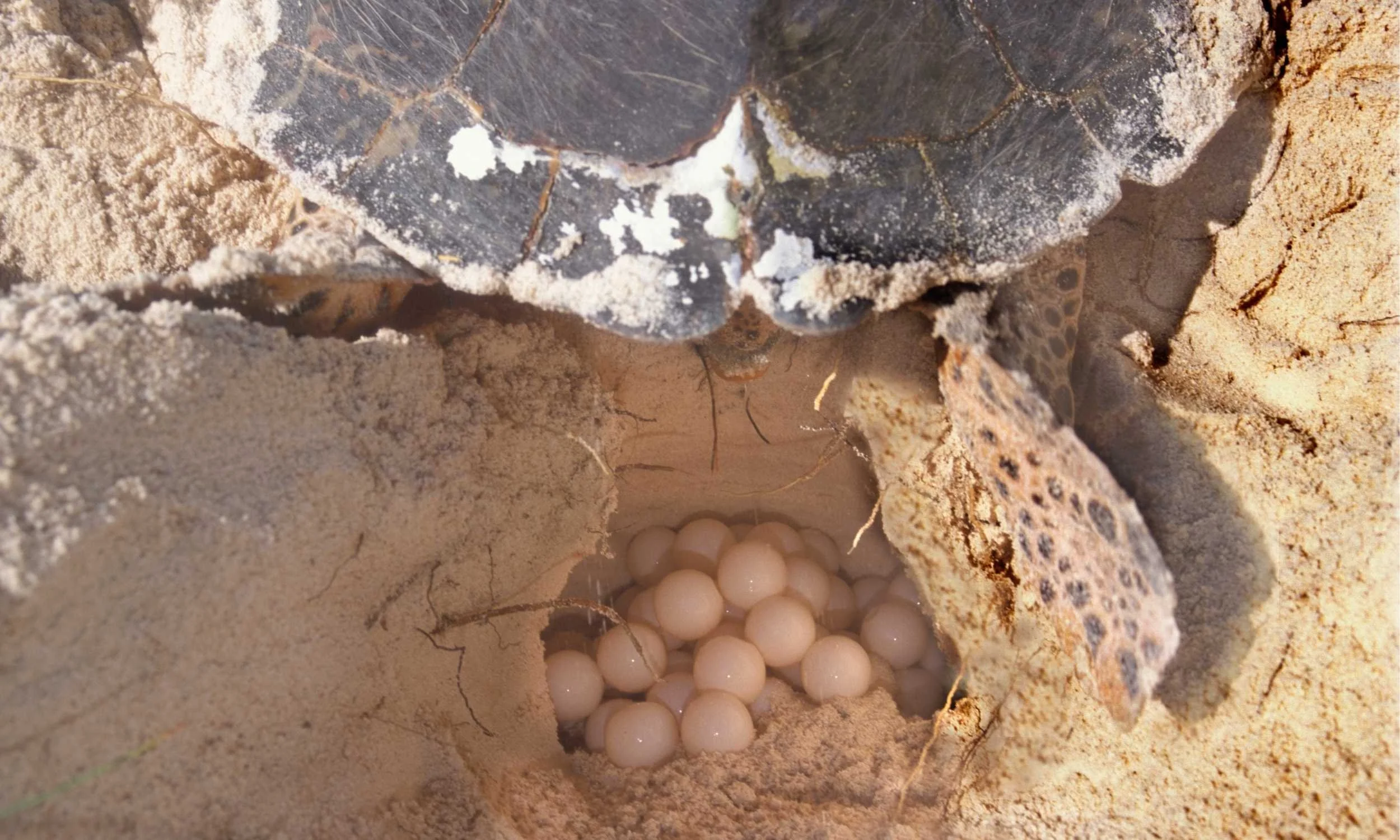 Incubation Times