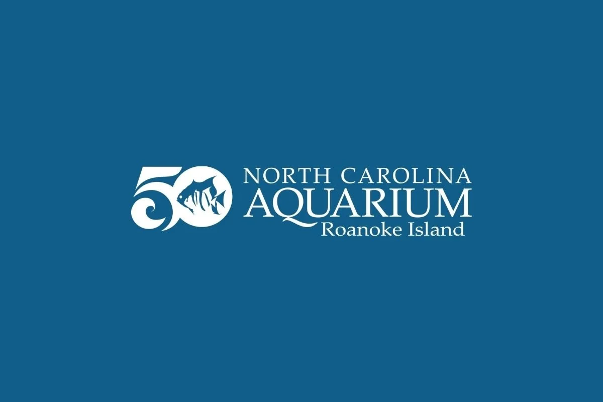 World Sea Turtle Day