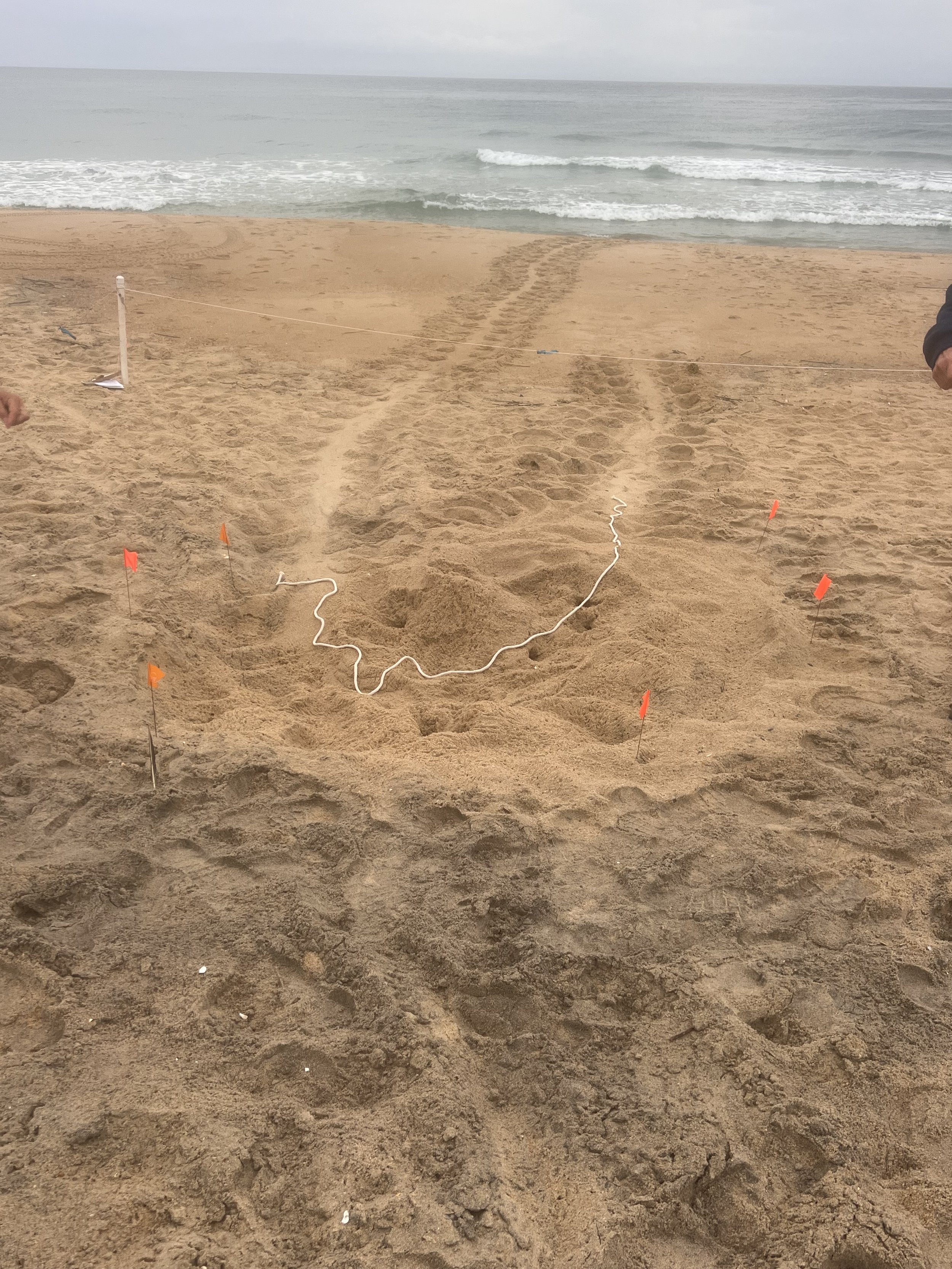 Nest N10 Kitty Hawk