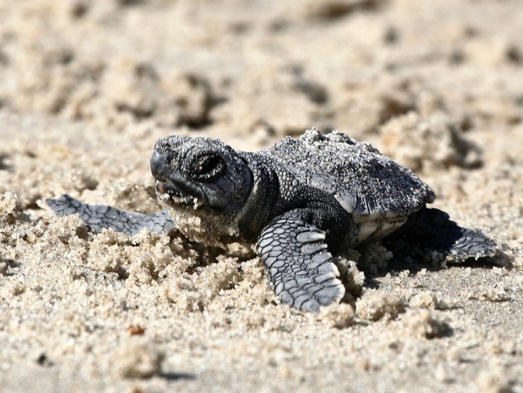 Hatchling
