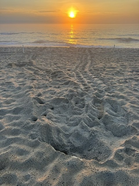 Nest N14 Southern Shores