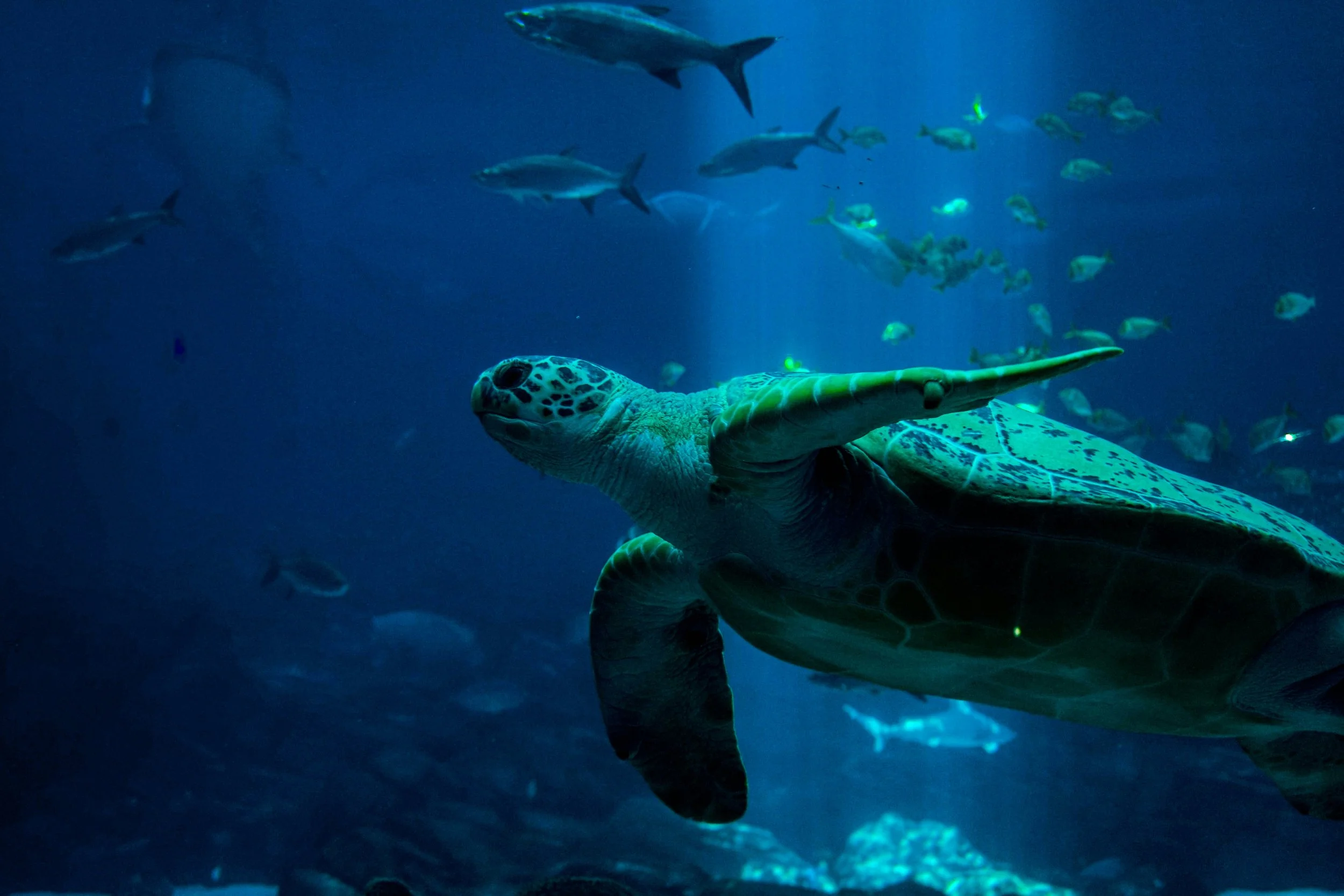 Sea turtle swimming in a blue ocean with fish around.