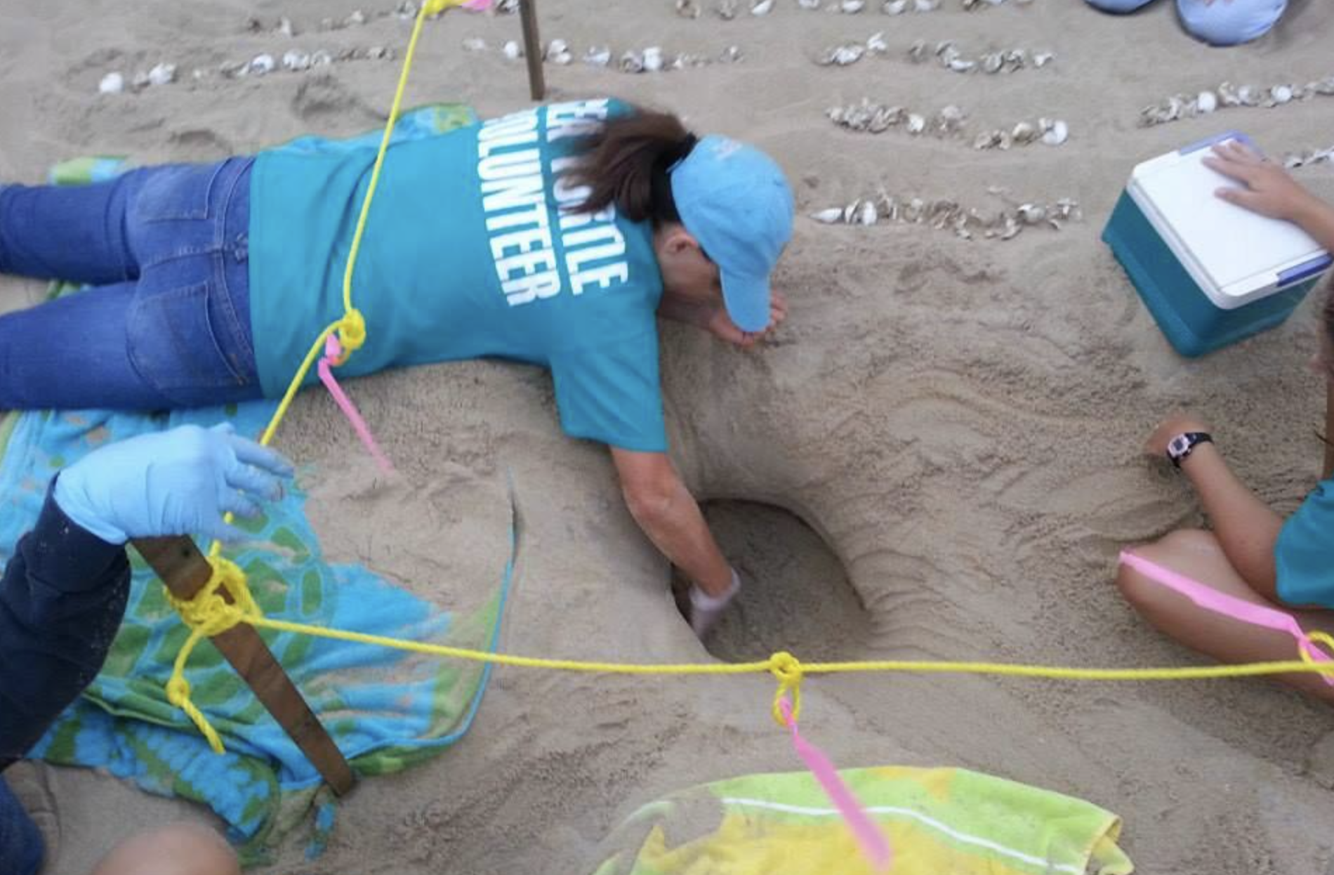 Excavation after hatching