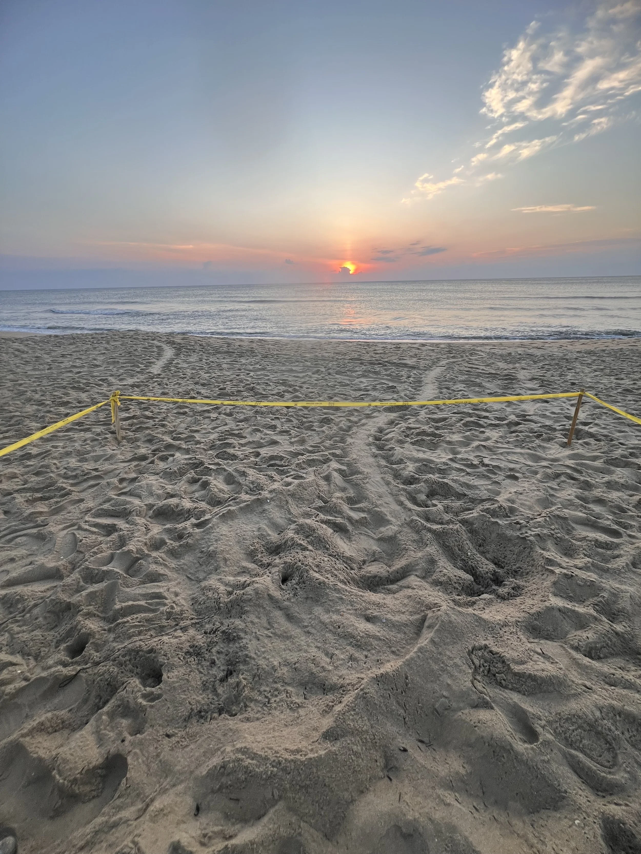 Nest N08 Nags Head