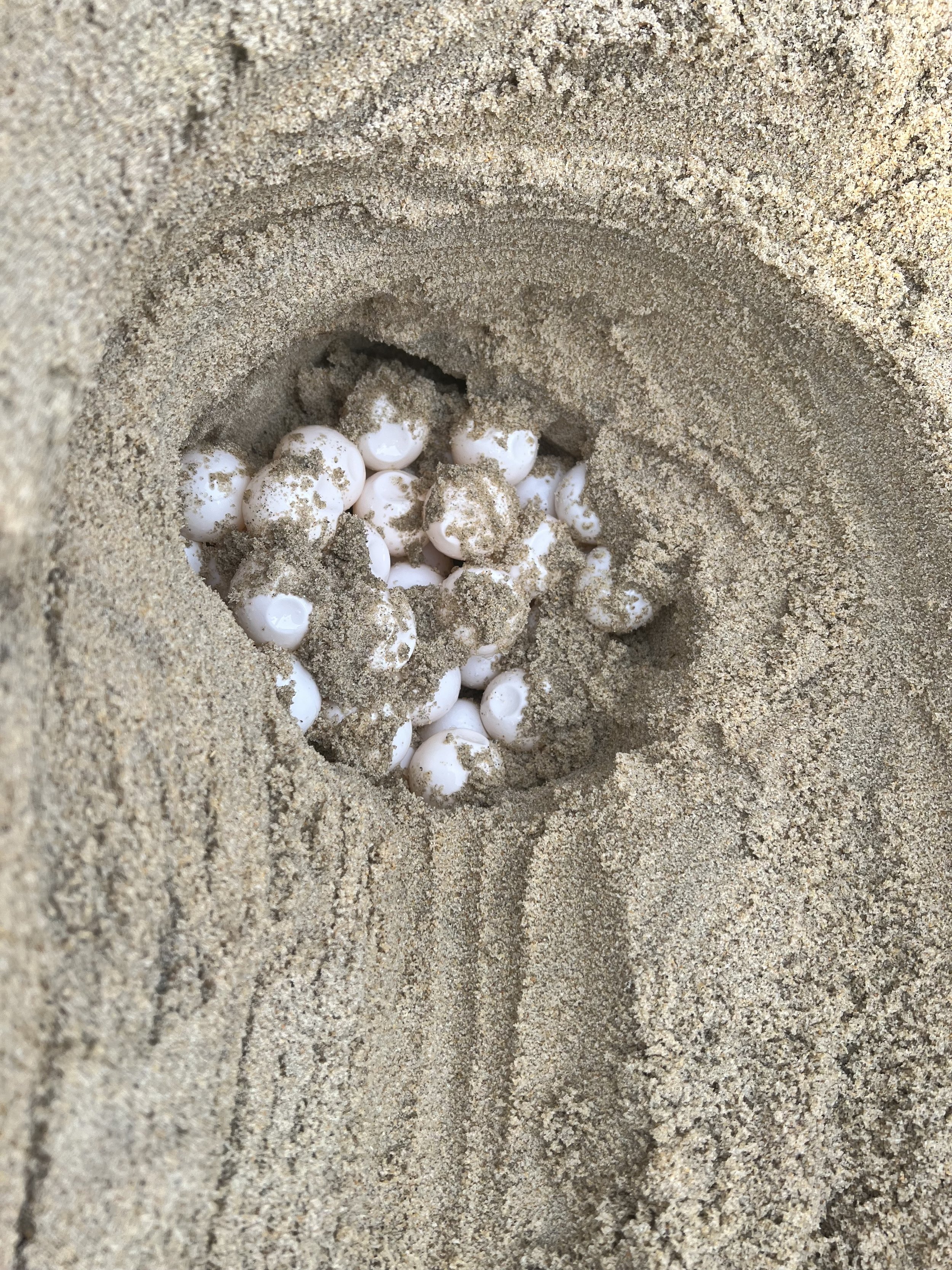 Nest N07 Nags Head