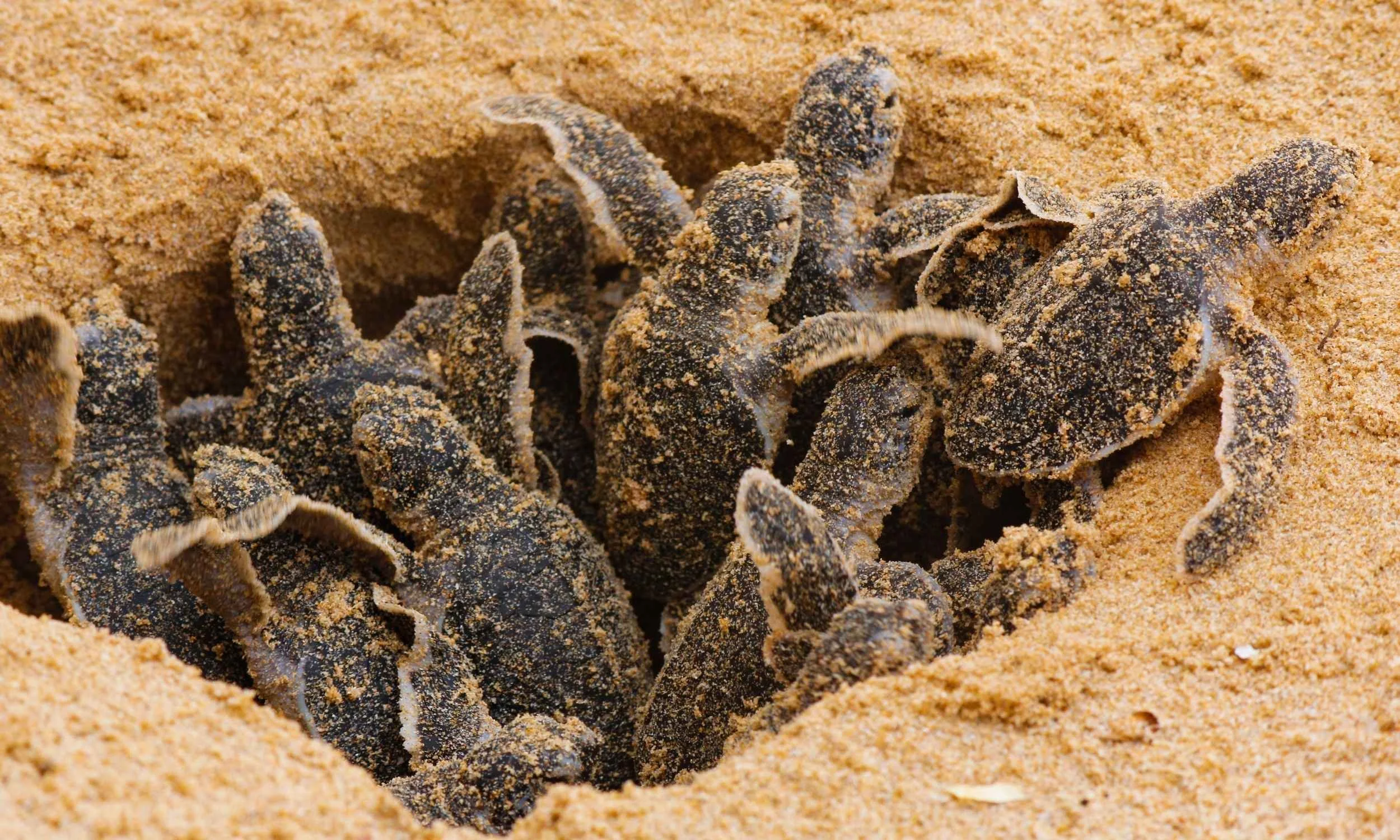 Nest Emergence Prediction